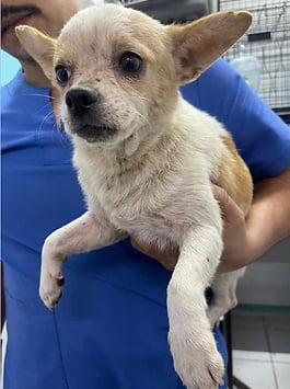 Clay, Adoptable, Adult Male Chihuahua.