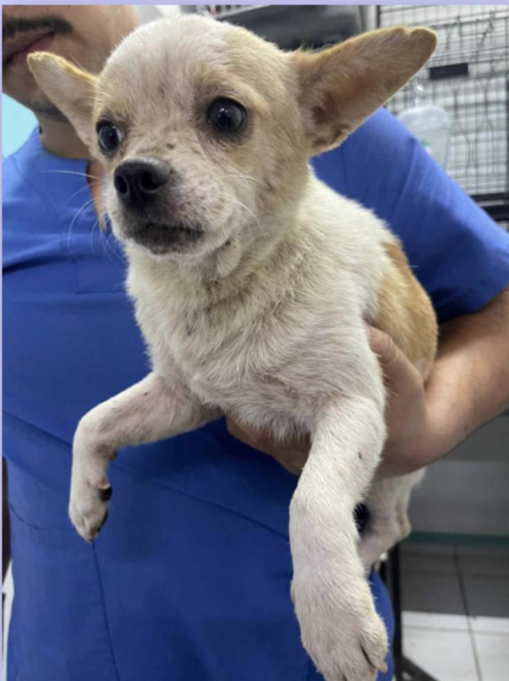Clay, a Adoptable Chihuahua in EL COLORADO, JAL image 2/2