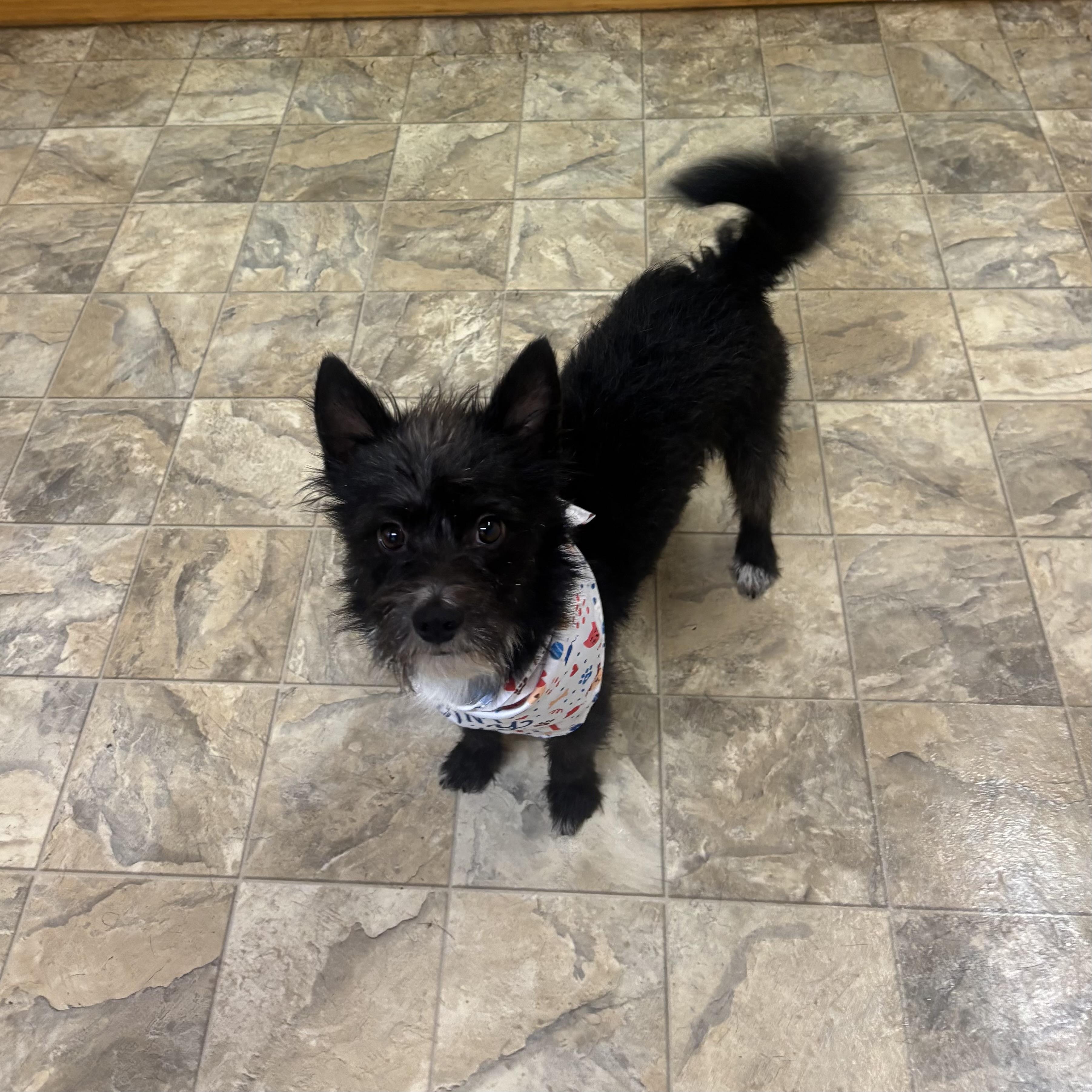 Enlarge Scotch , an adopted mixed breed in Pilot Point, TX image 3/3