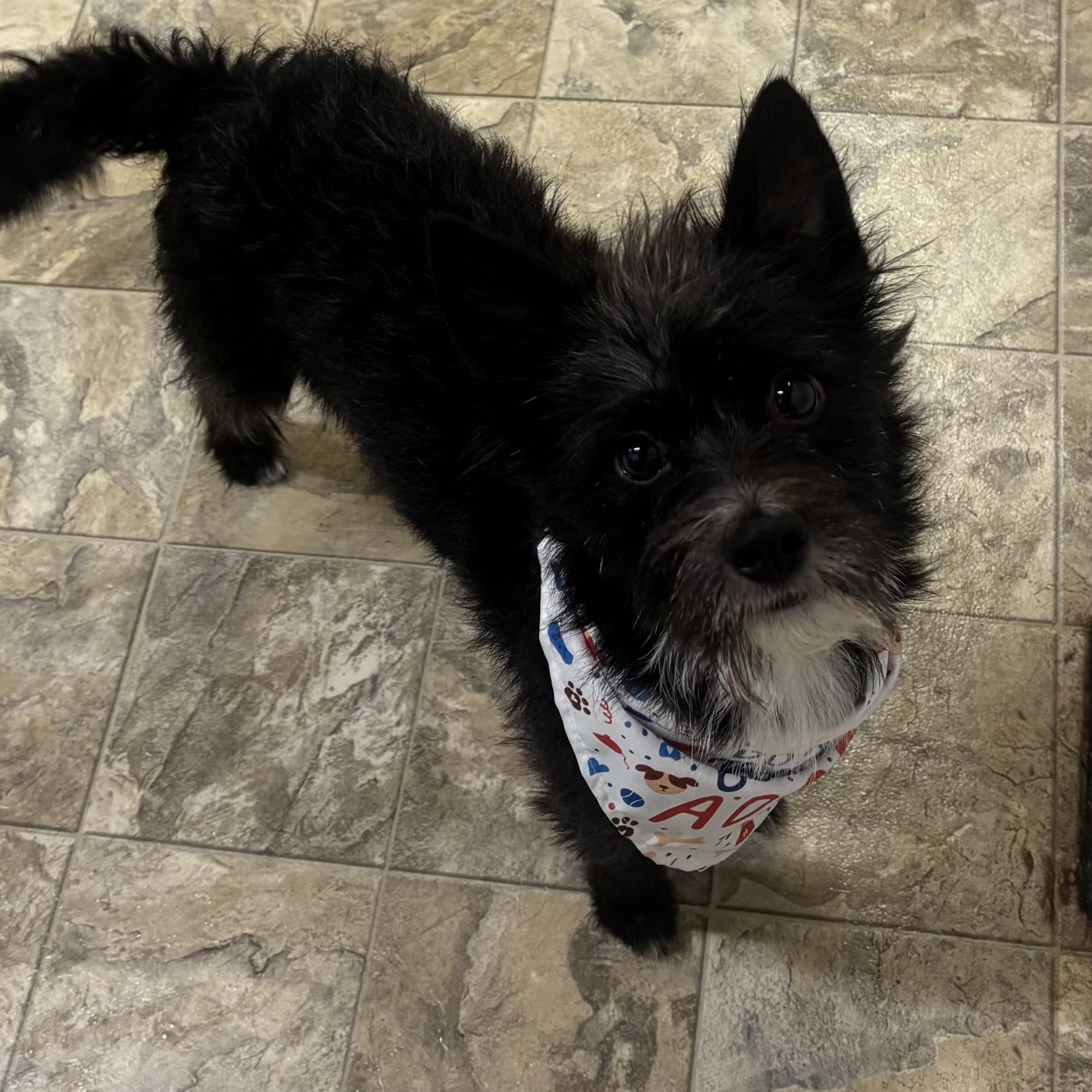 Enlarge Scotch , an adopted mixed breed in Pilot Point, TX image 2/3