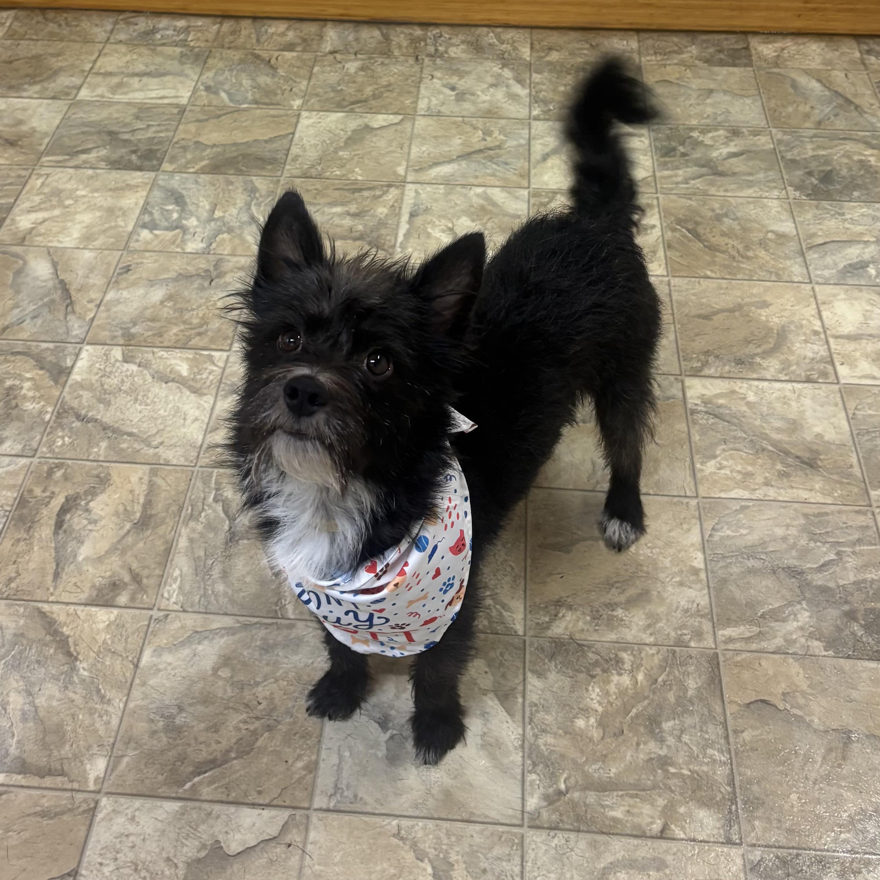 Scotch , adopted, Adult Male Terrier.