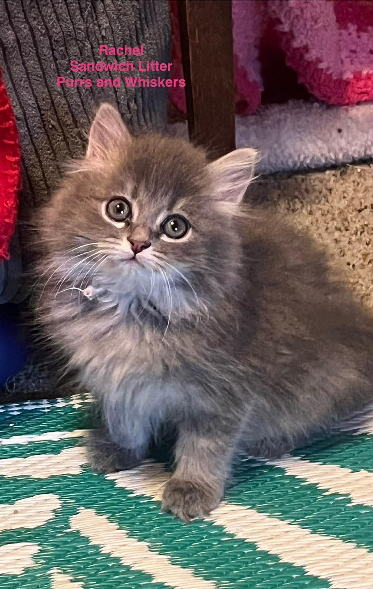 Enlarge Rachael, a Adoptable Domestic Long Hair in New Hartford, NY image 1/1