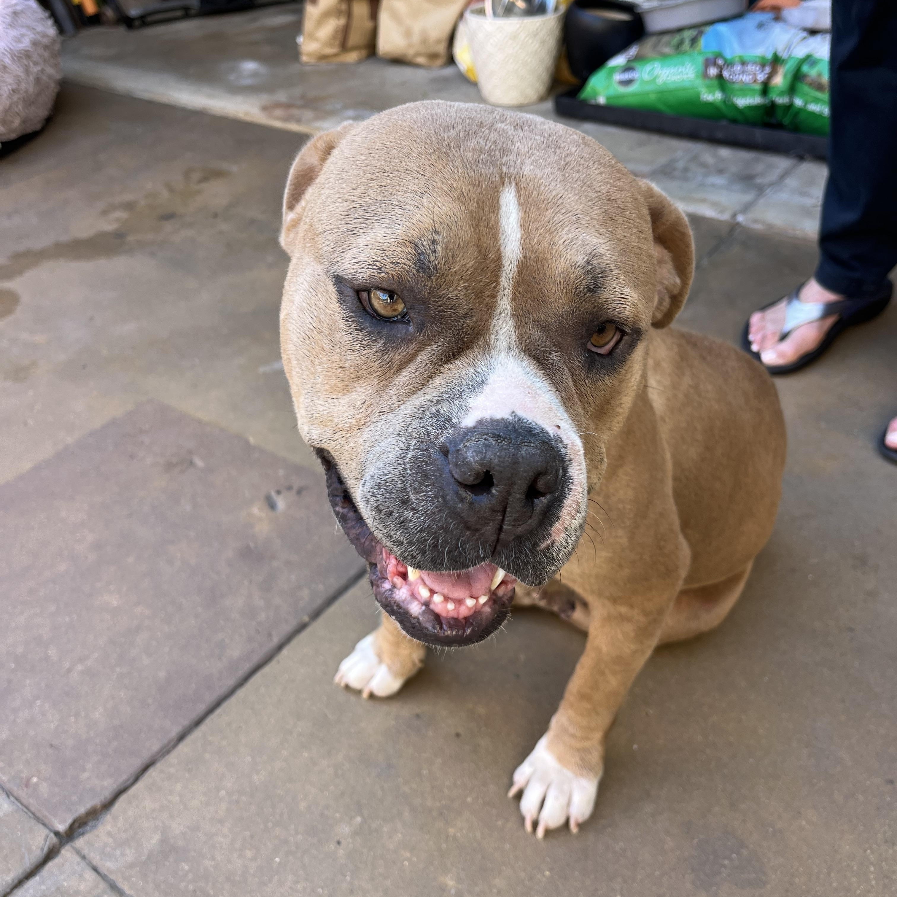 Pudding, a Adoptable mixed breed in Poway, CA image 4/5