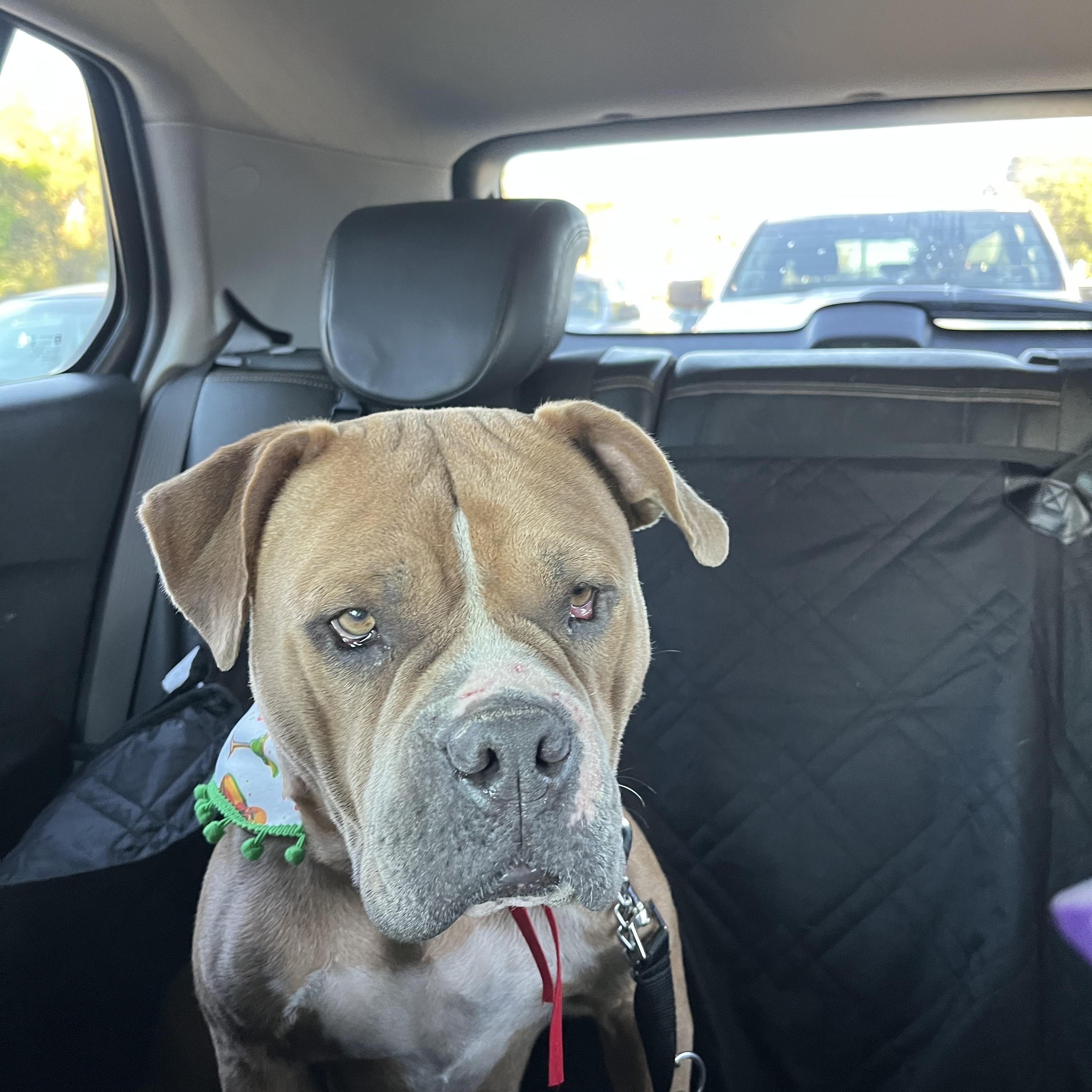 Pudding, Adoptable, Adult Female American Bully & American Bulldog.