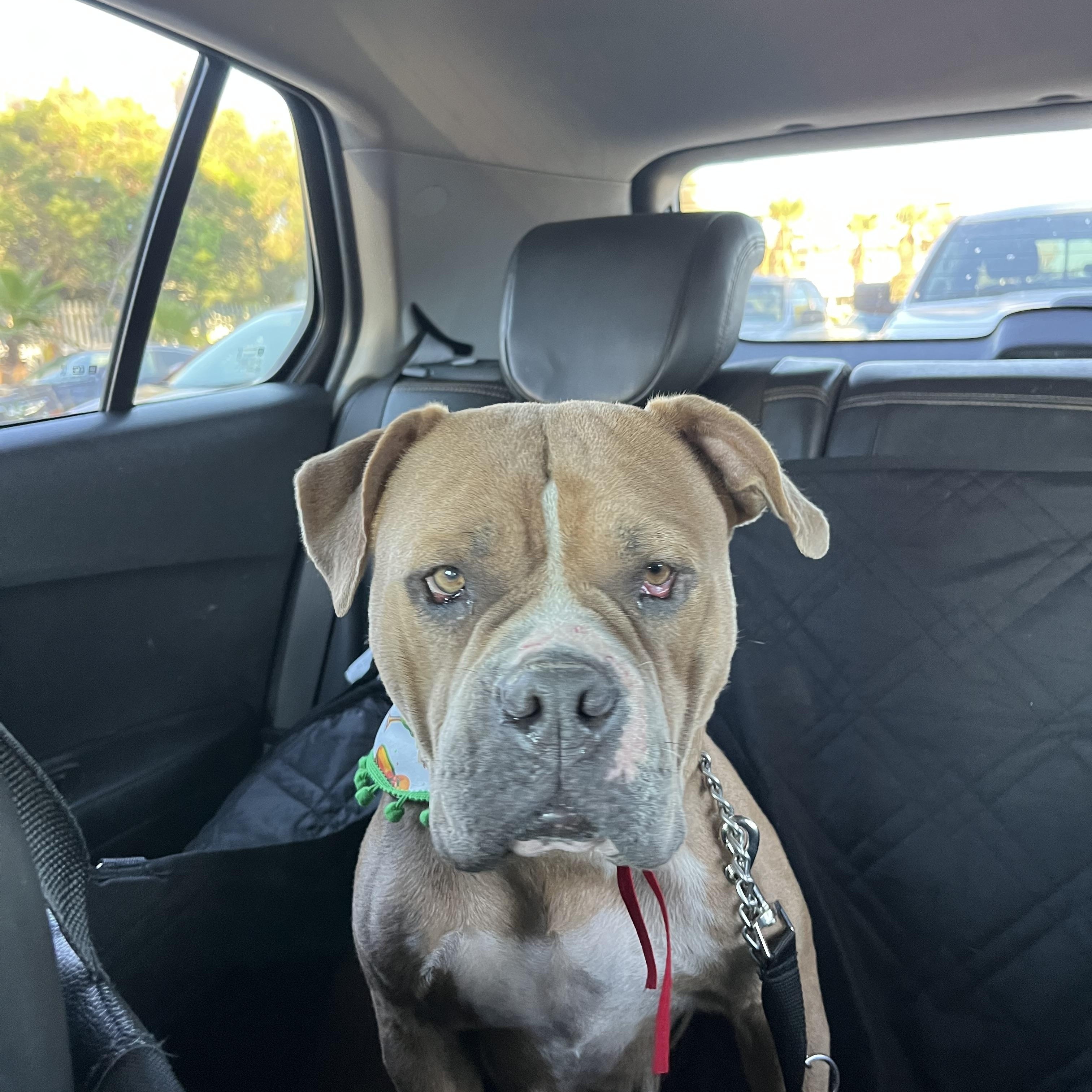 Pudding, a Adoptable mixed breed in Poway, CA image 3/5