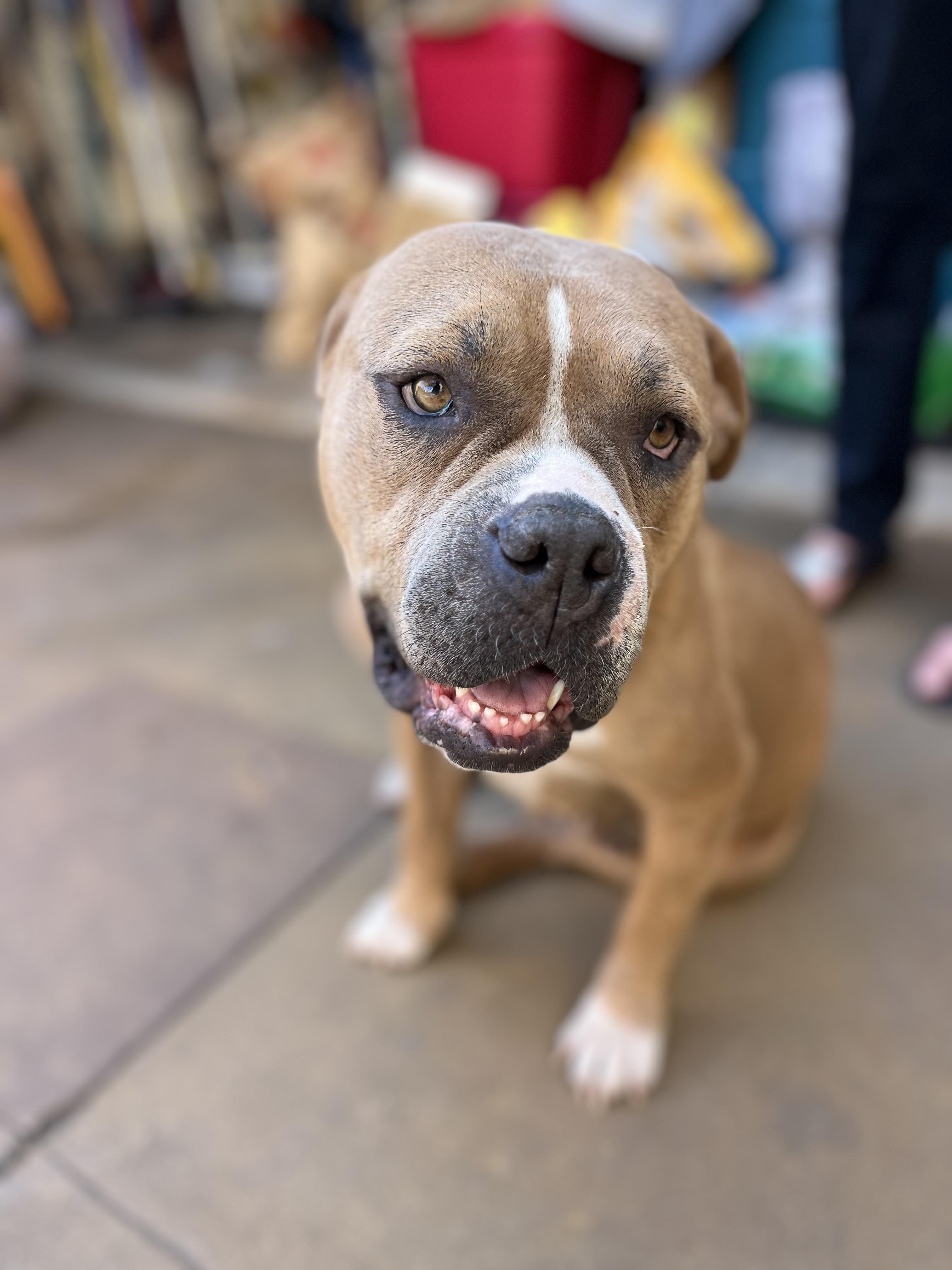 Pudding, a Adoptable mixed breed in Poway, CA image 5/5