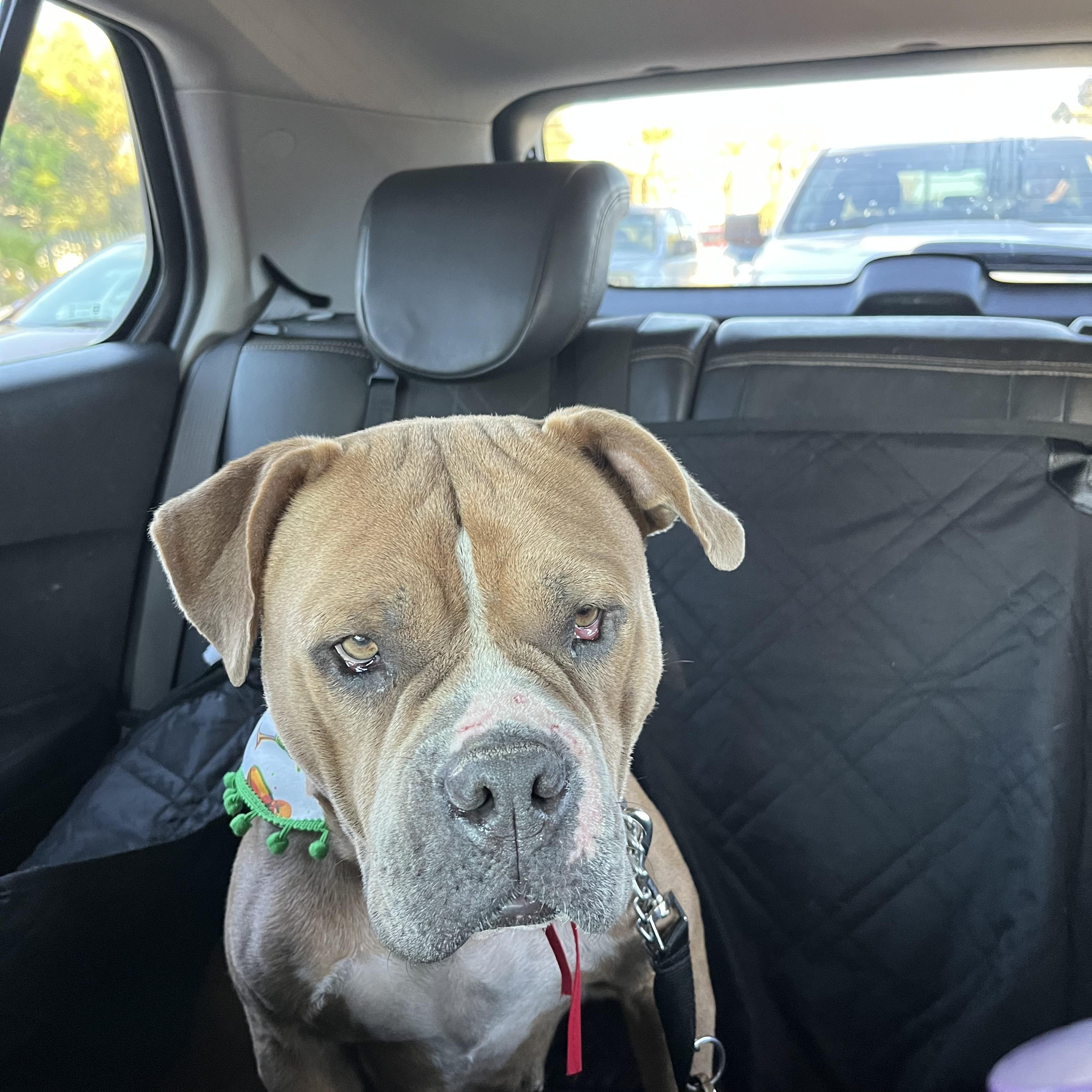 Pudding, a Adoptable mixed breed in Poway, CA image 2/5