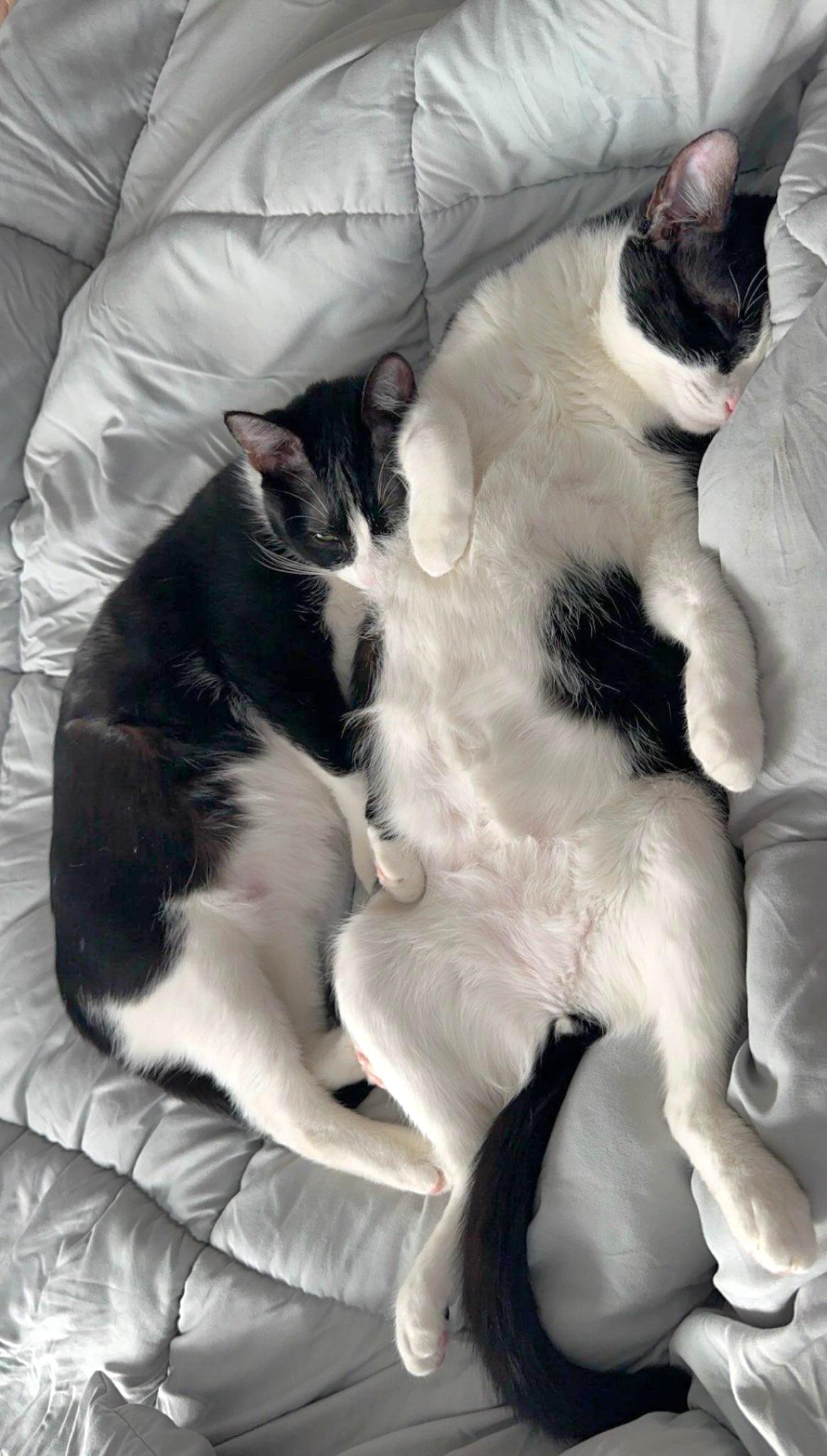 Enlarge Annie - Bonded sibling pair, a Adoptable Domestic Short Hair in Muskego, WI image 2/6