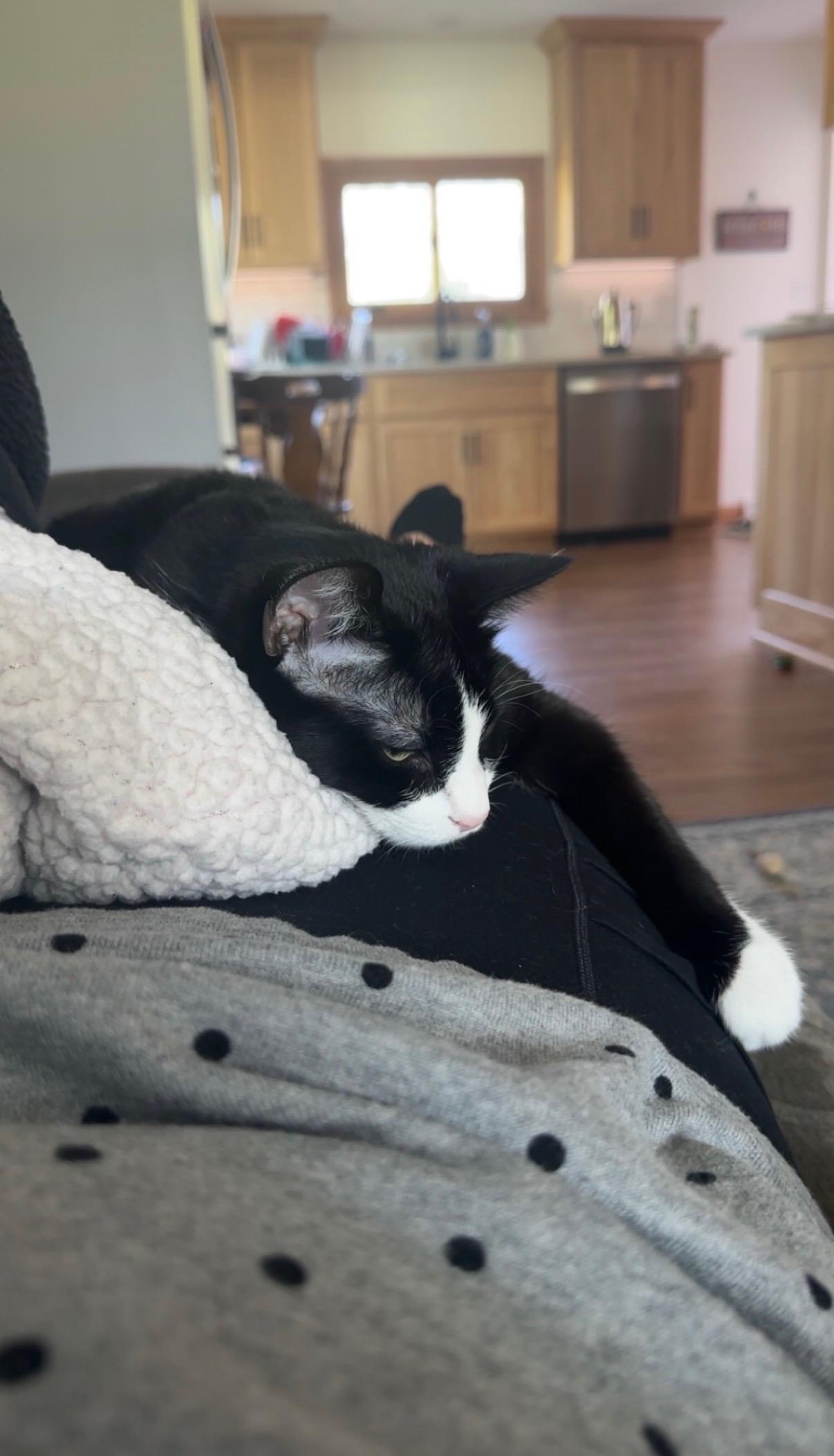 Enlarge Annie - Bonded sibling pair, a Adoptable Domestic Short Hair in Muskego, WI image 5/6