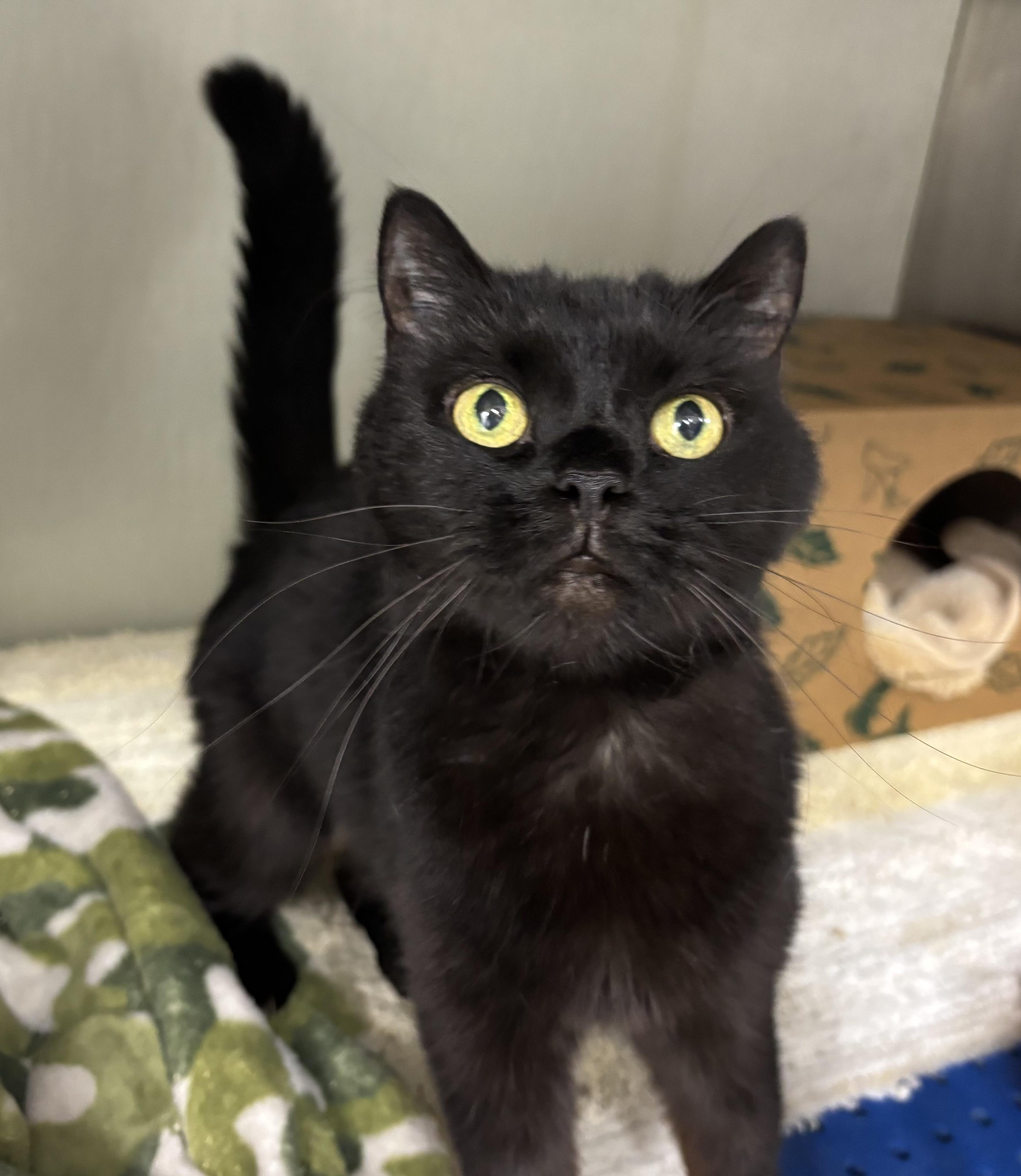 Enlarge Clementine, a Adoptable Domestic Short Hair in Danville, IN image 1/1