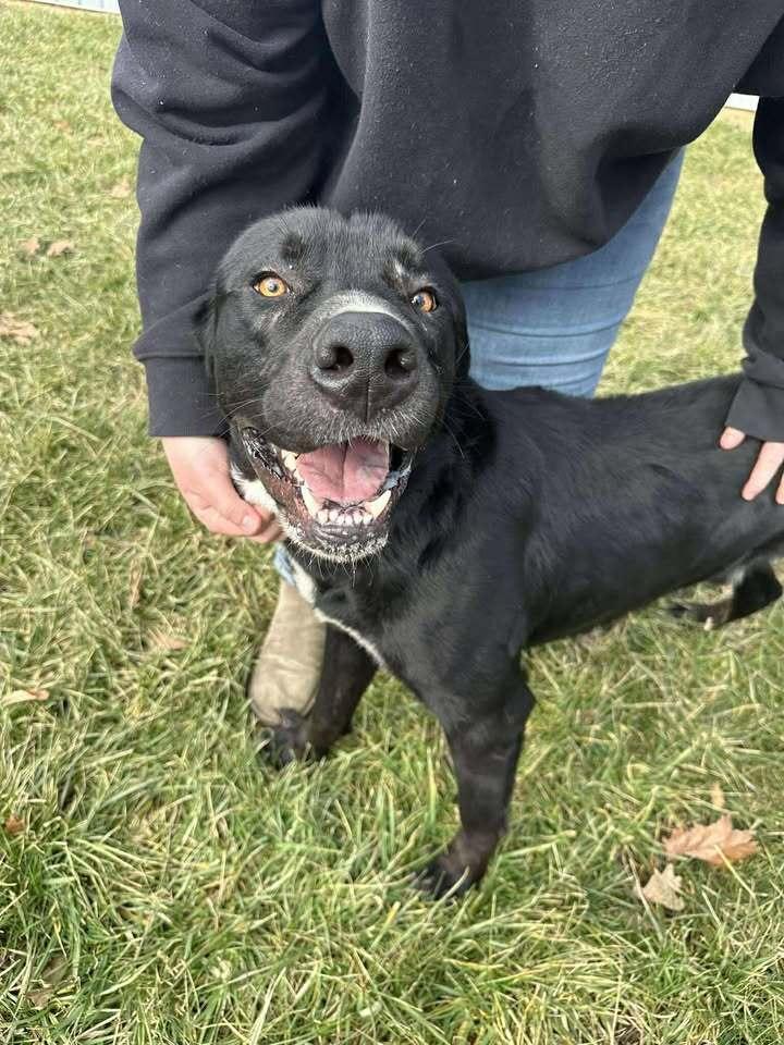 Enlarge Chet, a Adoptable mixed breed in Hillsboro, OH image 1/4