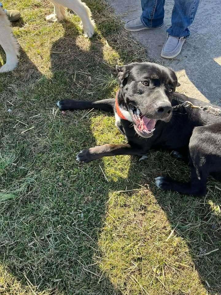 Enlarge Chet, a Adoptable mixed breed in Hillsboro, OH image 2/4