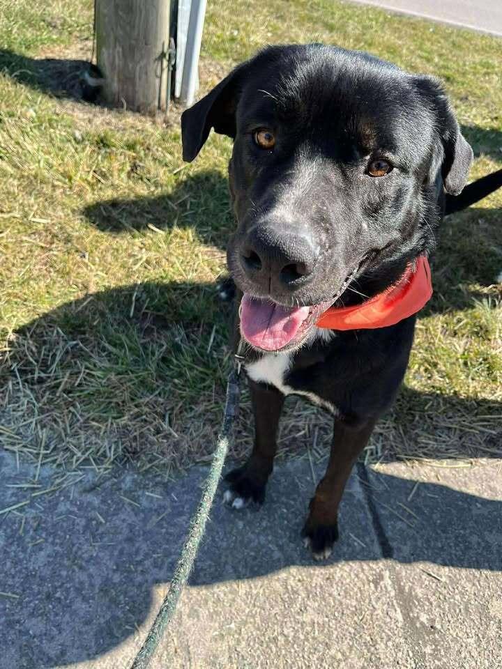 Enlarge Chet, a Adoptable mixed breed in Hillsboro, OH image 3/4