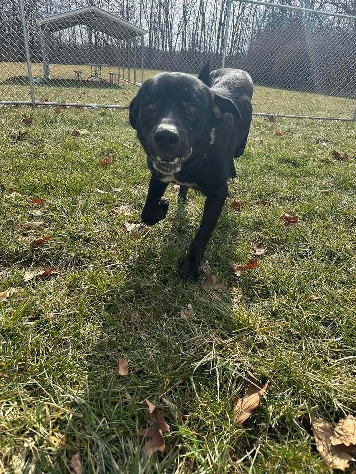 Enlarge Chet, a Adoptable mixed breed in Hillsboro, OH image 4/4