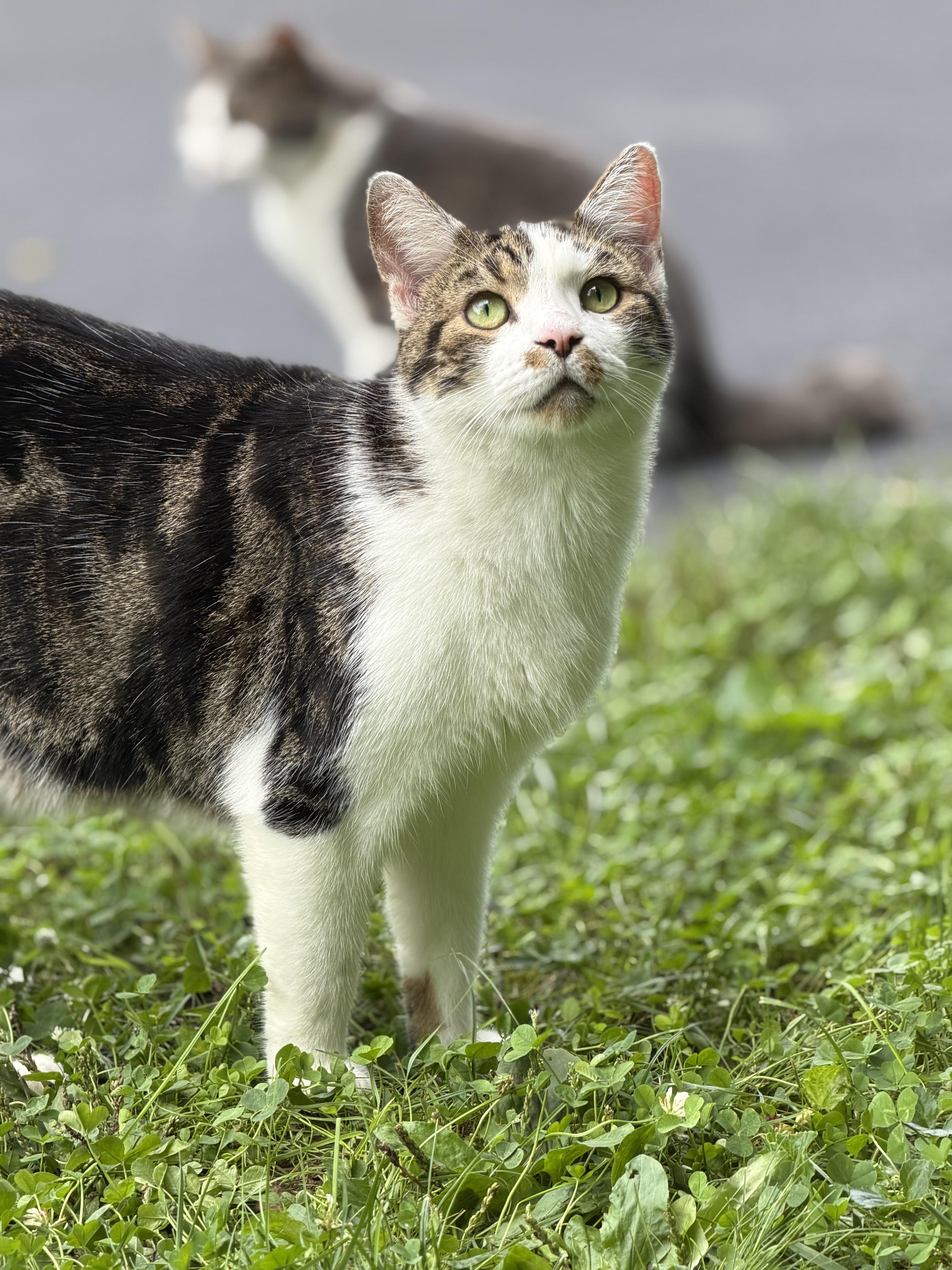 Enlarge Smudge, a ADOPTABLE Domestic Short Hair in Copley, OH image 1/1