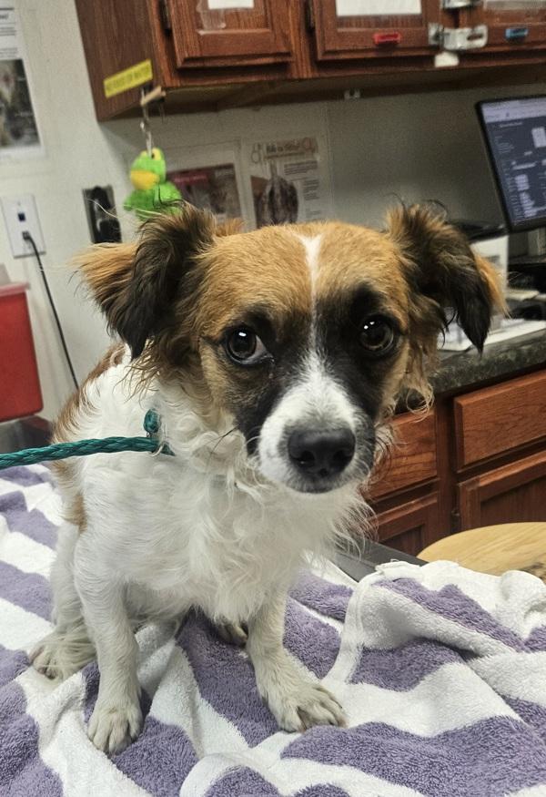 Toby, Adopted, Adult Male Chihuahua.