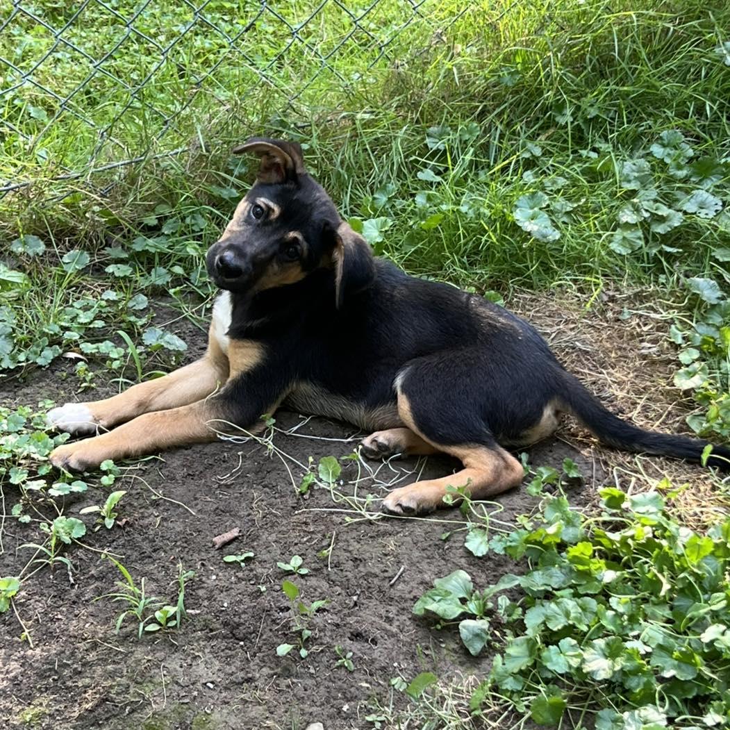 Dog for adoption - Moe, a German Shepherd Dog Mix in Youngstown, OH ...
