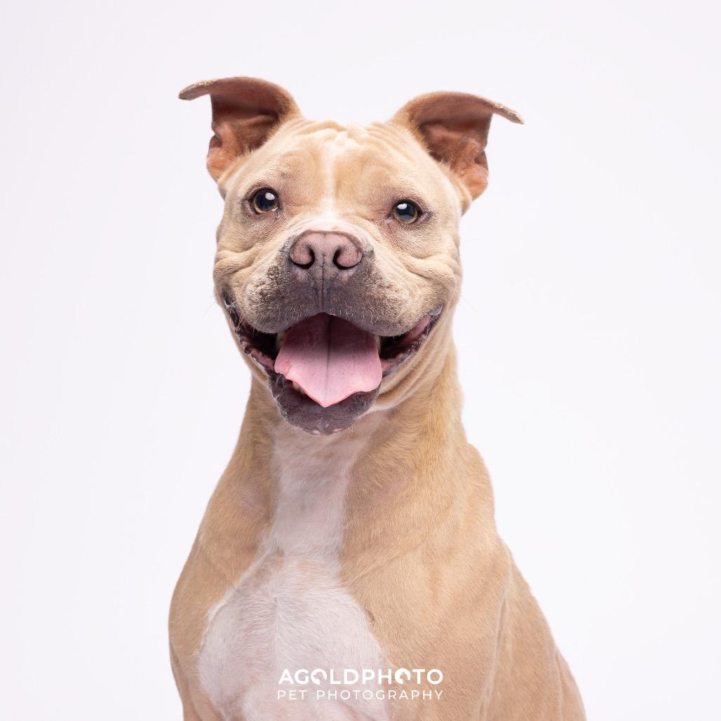 Liberty, Adoptable, Adult Female Terrier & Terrier.