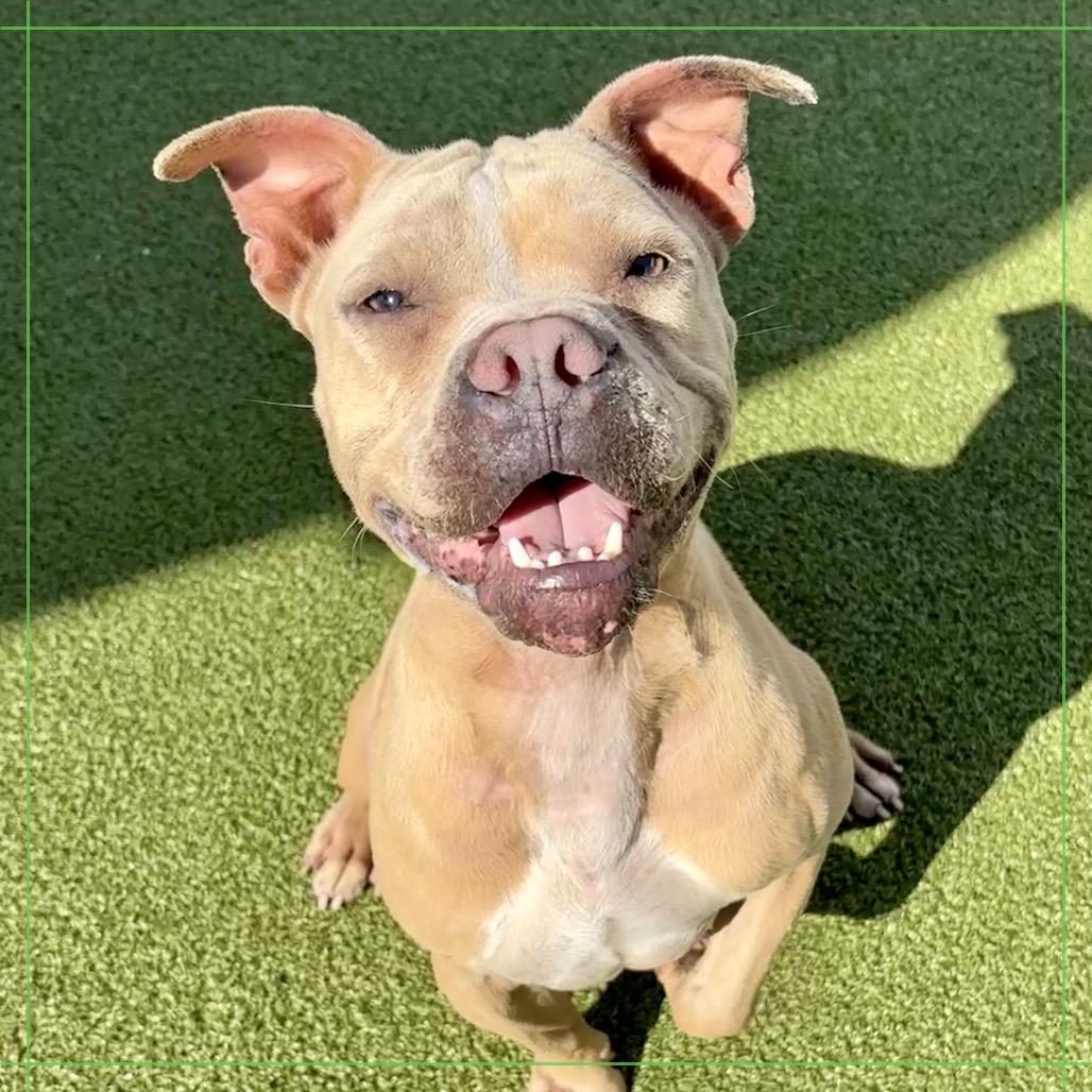 Enlarge Liberty, a Adoptable mixed breed in Clearwater, FL image 3/3