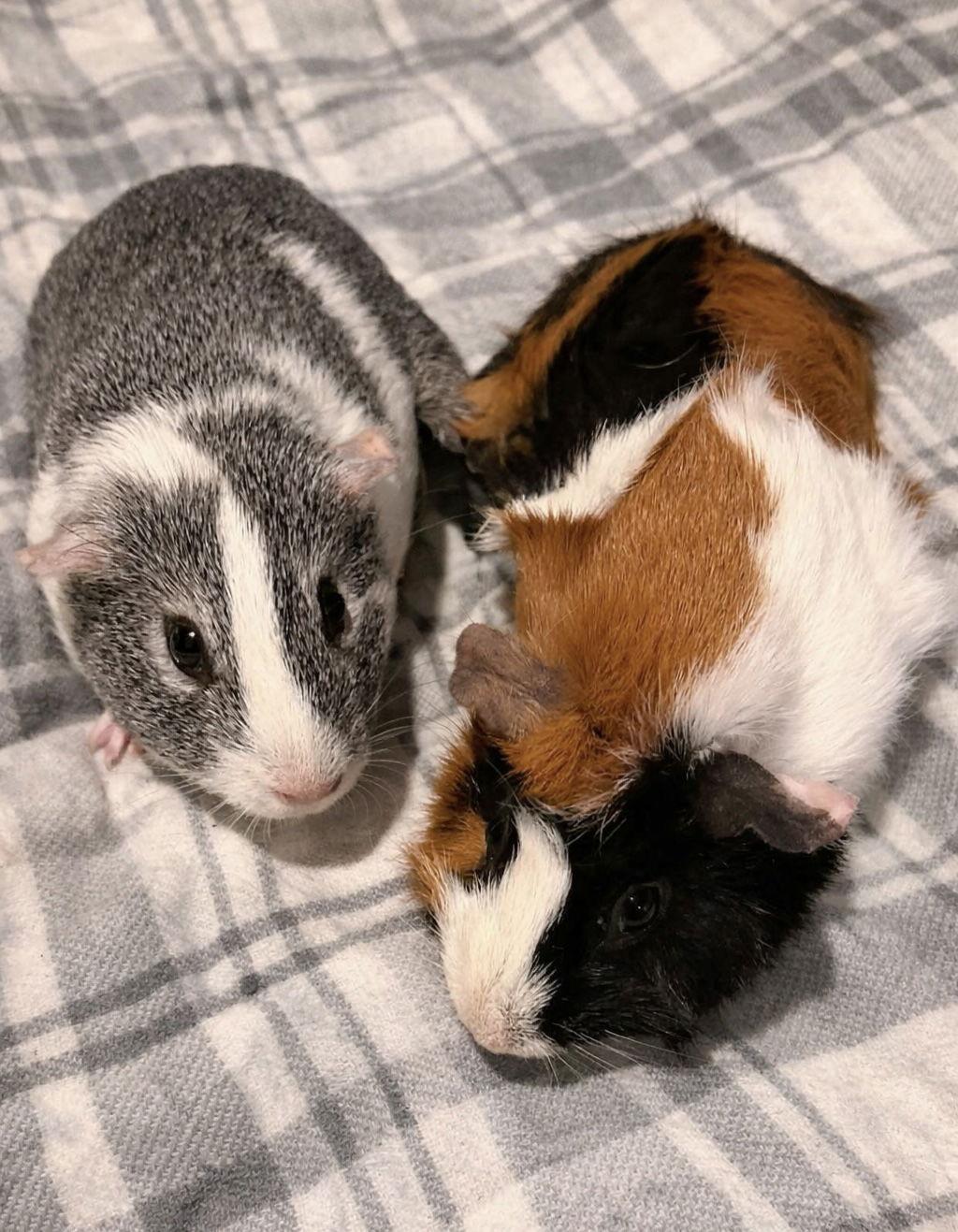 Lily *bonded to Lana, a Adopted Guinea Pig in Marshfield, WI image 1/2