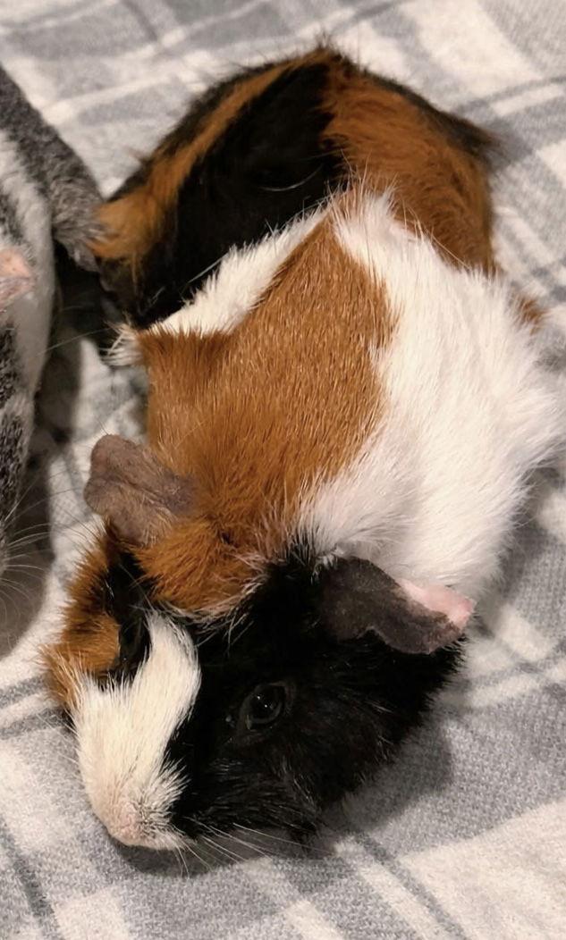 Lily *bonded to Lana, a Adopted Guinea Pig in Marshfield, WI image 2/2