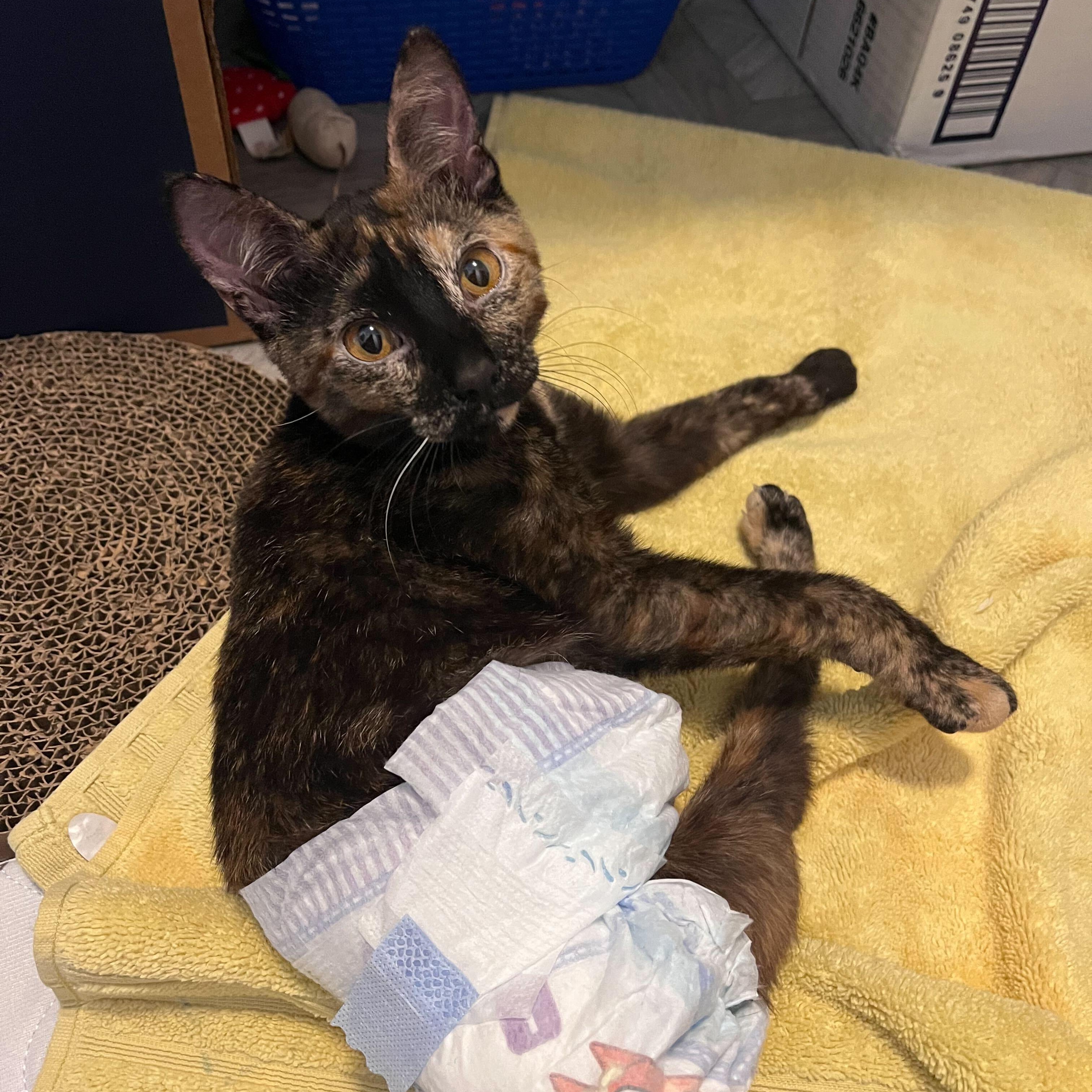 Enlarge Squeaky, a Adoptable Domestic Short Hair in Waltham, MA image 2/6