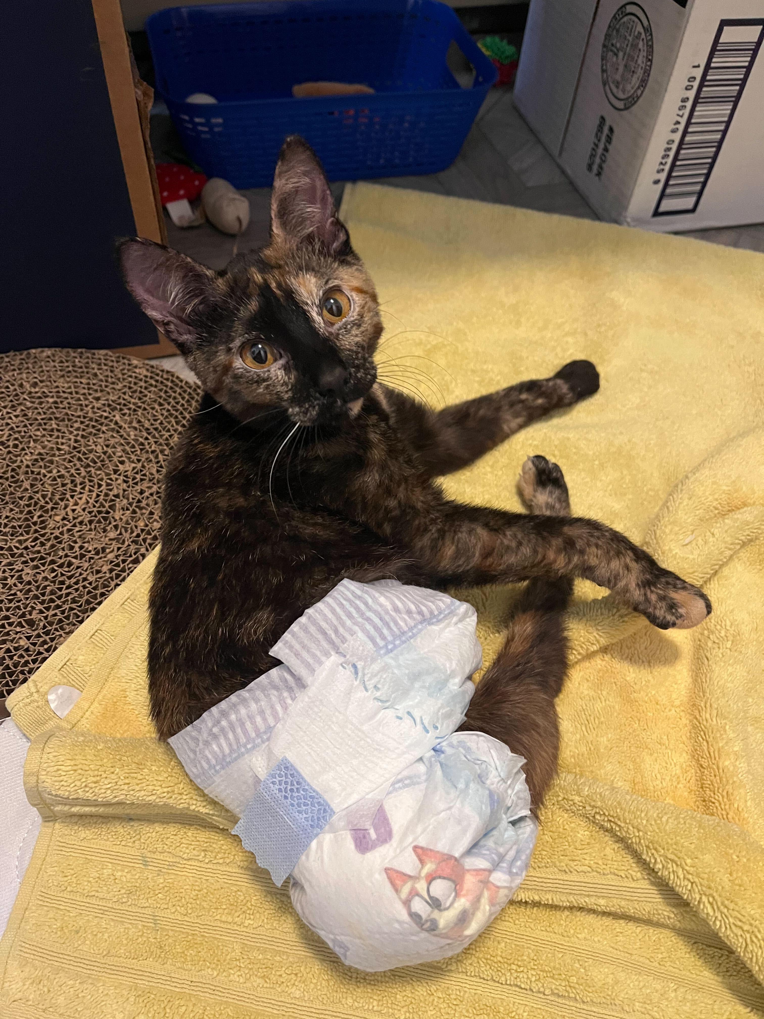 Enlarge Squeaky, a Adoptable Domestic Short Hair in Waltham, MA image 4/6