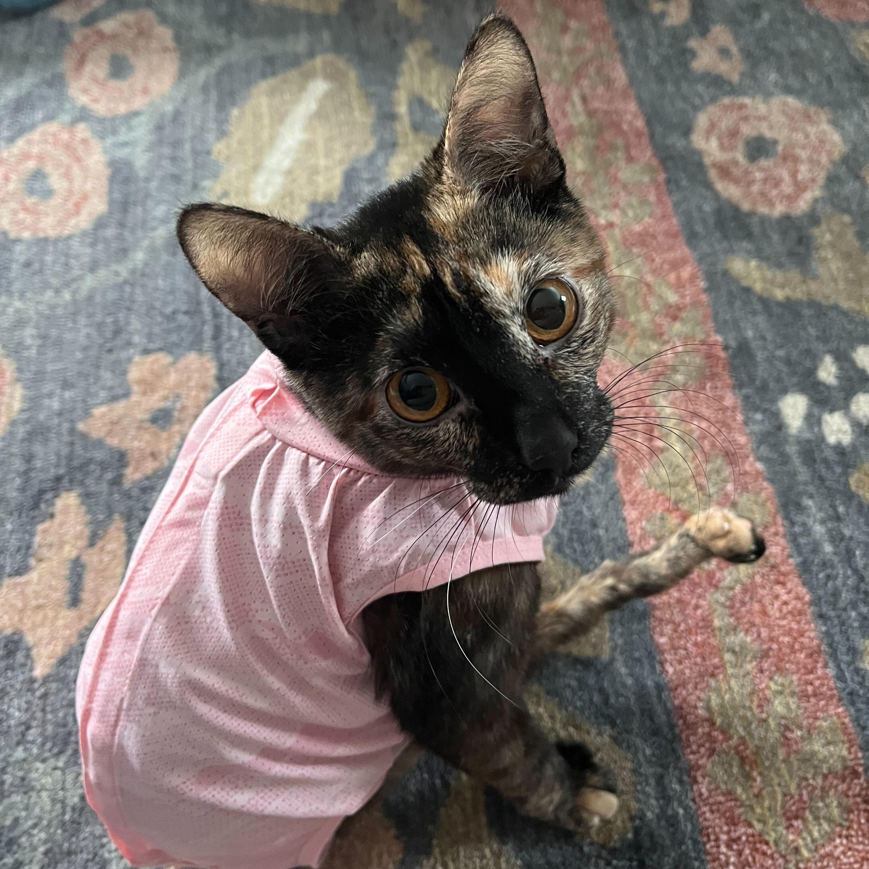 Enlarge Squeaky, a Adoptable Domestic Short Hair in Waltham, MA image 1/6