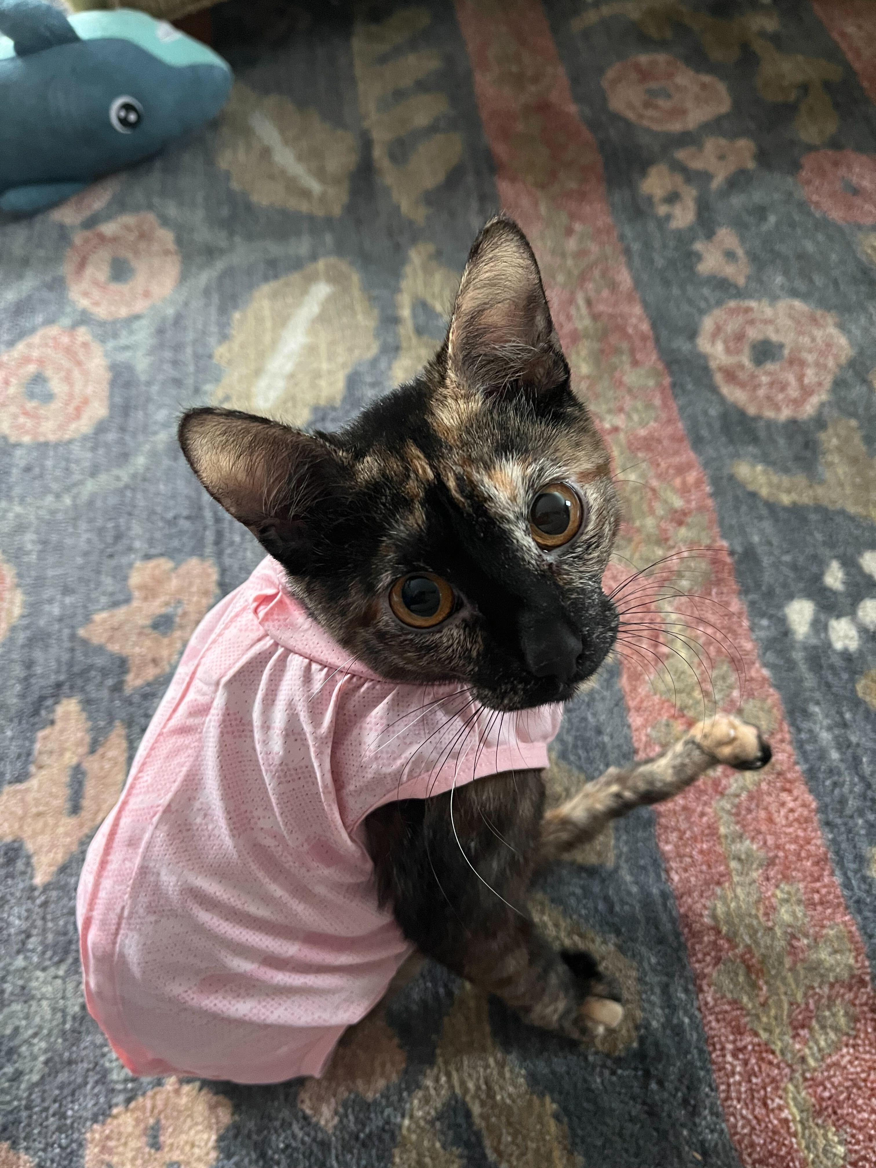 Enlarge Squeaky, a Adoptable Domestic Short Hair in Waltham, MA image 1/6