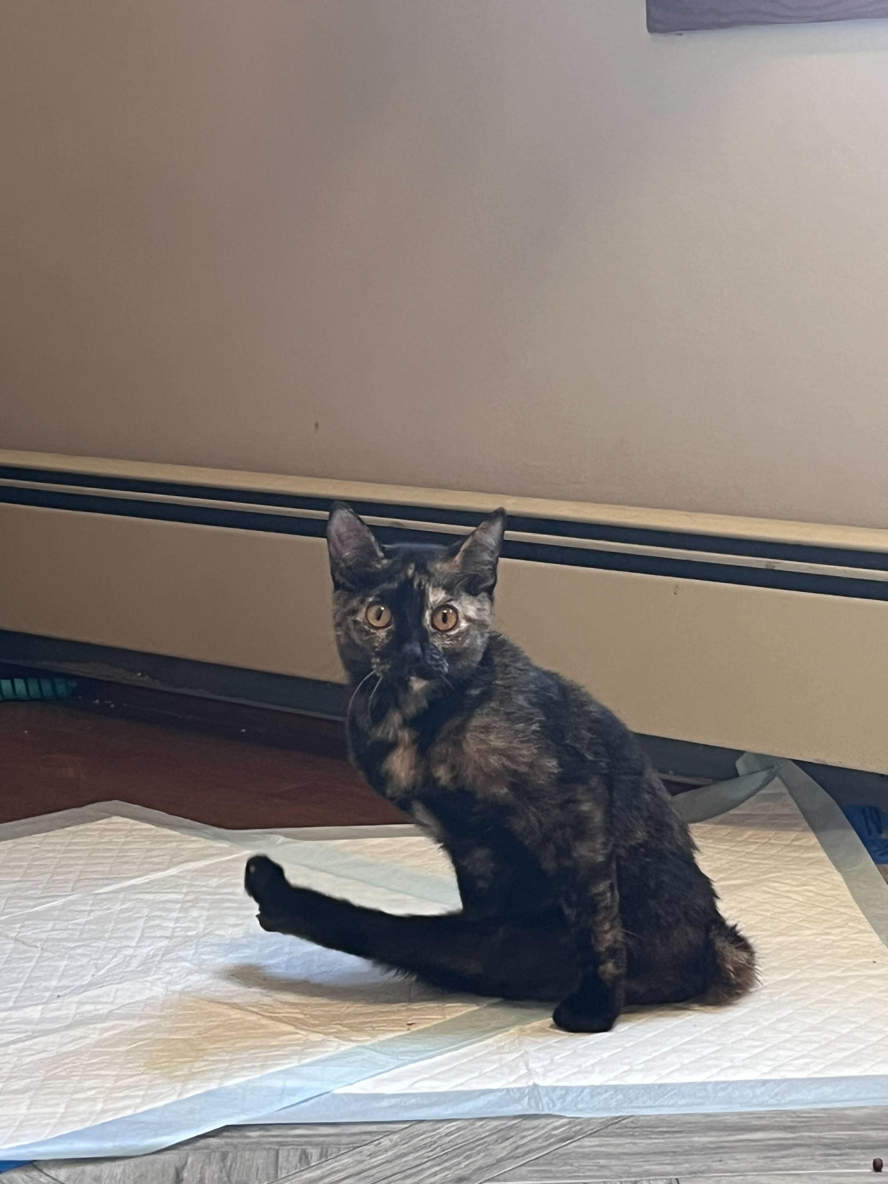 Enlarge Squeaky, a Adoptable Domestic Short Hair in Waltham, MA image 5/6