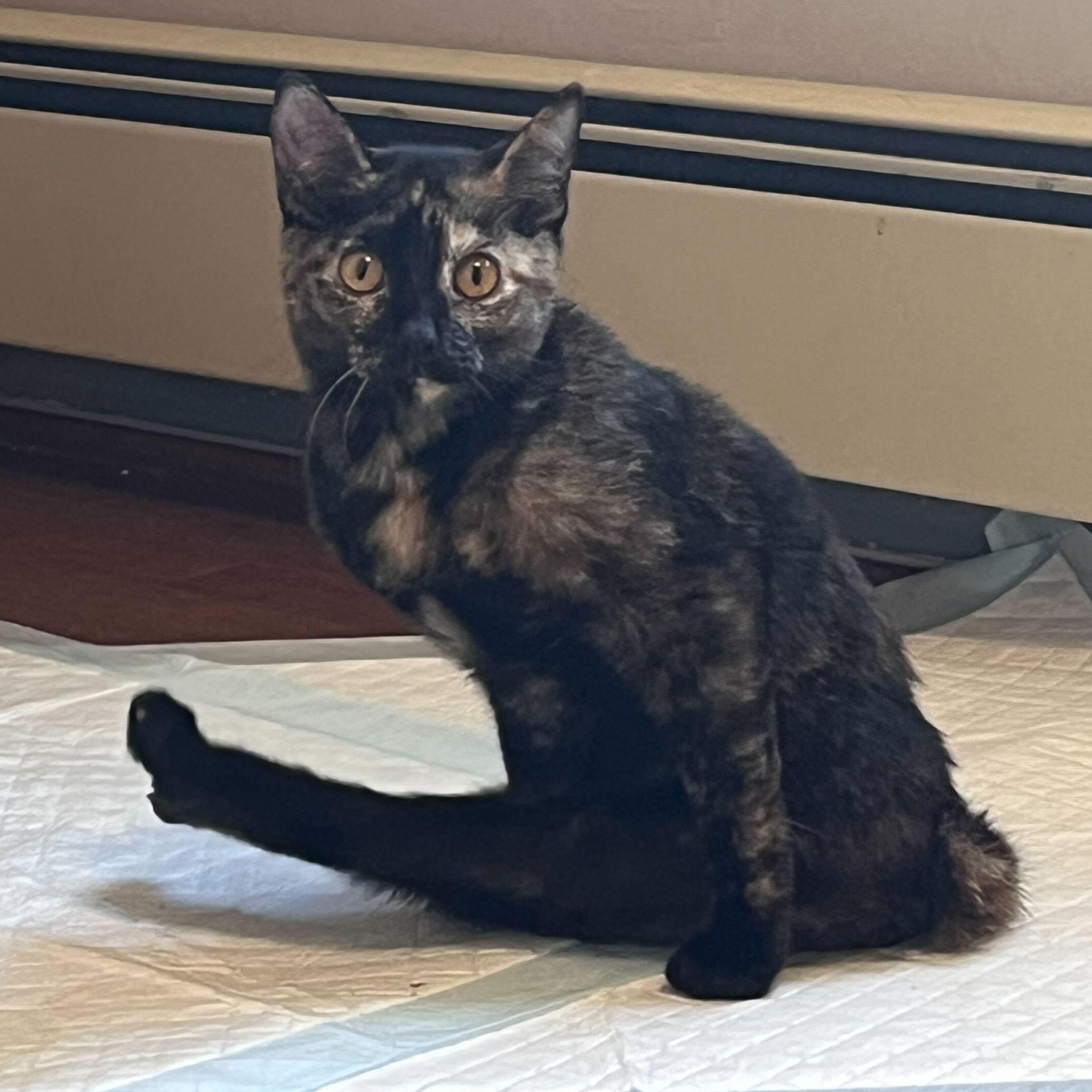 Enlarge Squeaky, a Adoptable Domestic Short Hair in Waltham, MA image 5/6