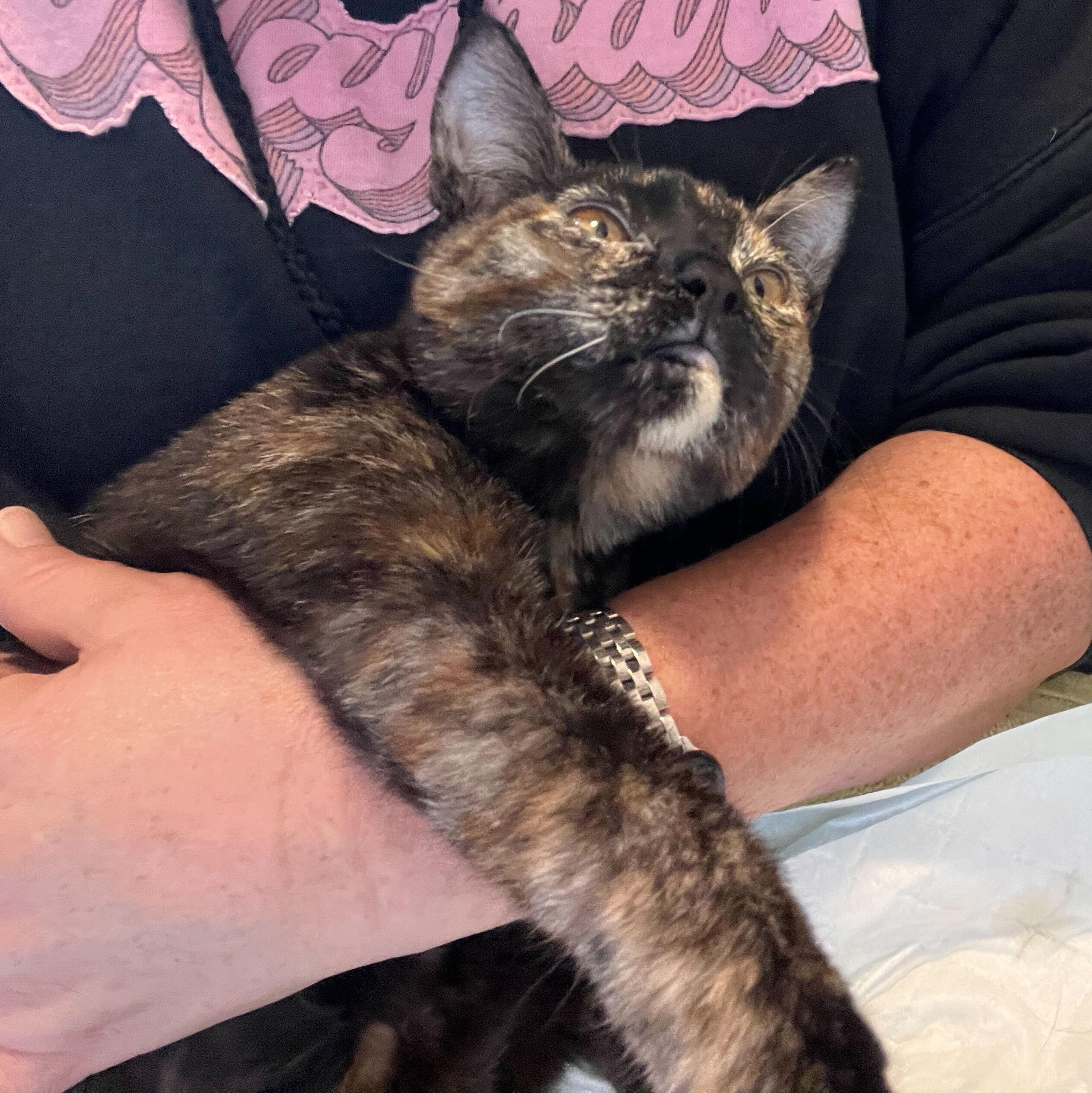 Enlarge Squeaky, a Adoptable Domestic Short Hair in Waltham, MA image 4/6