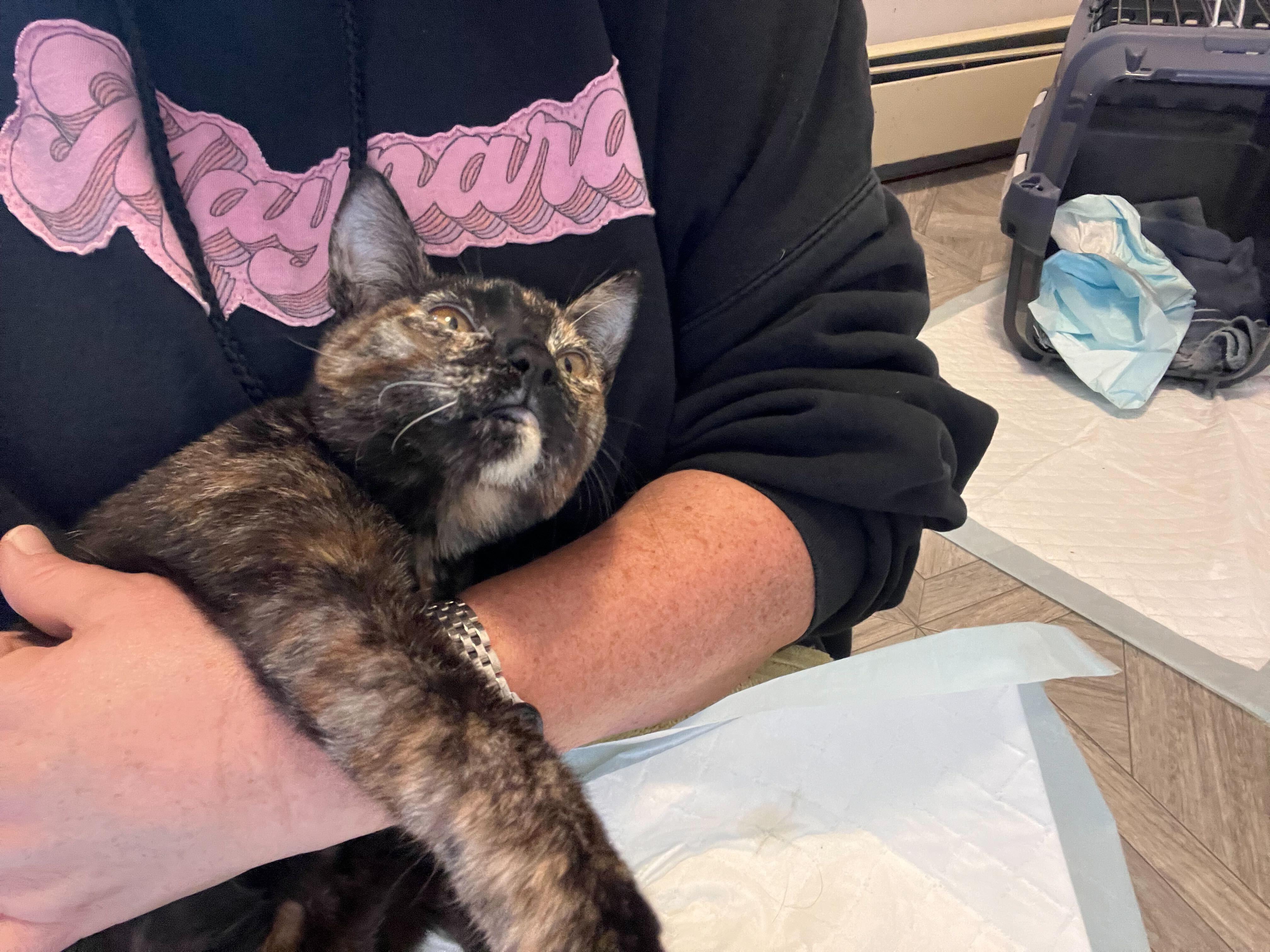 Enlarge Squeaky, a Adoptable Domestic Short Hair in Waltham, MA image 3/6