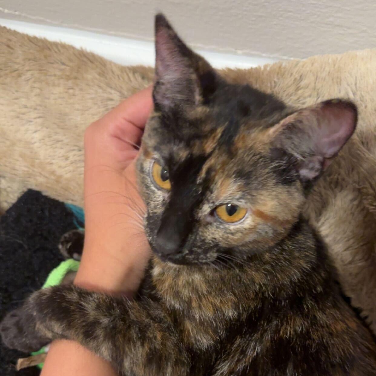 Enlarge Squeaky, a Adoptable Domestic Short Hair in Waltham, MA image 3/6