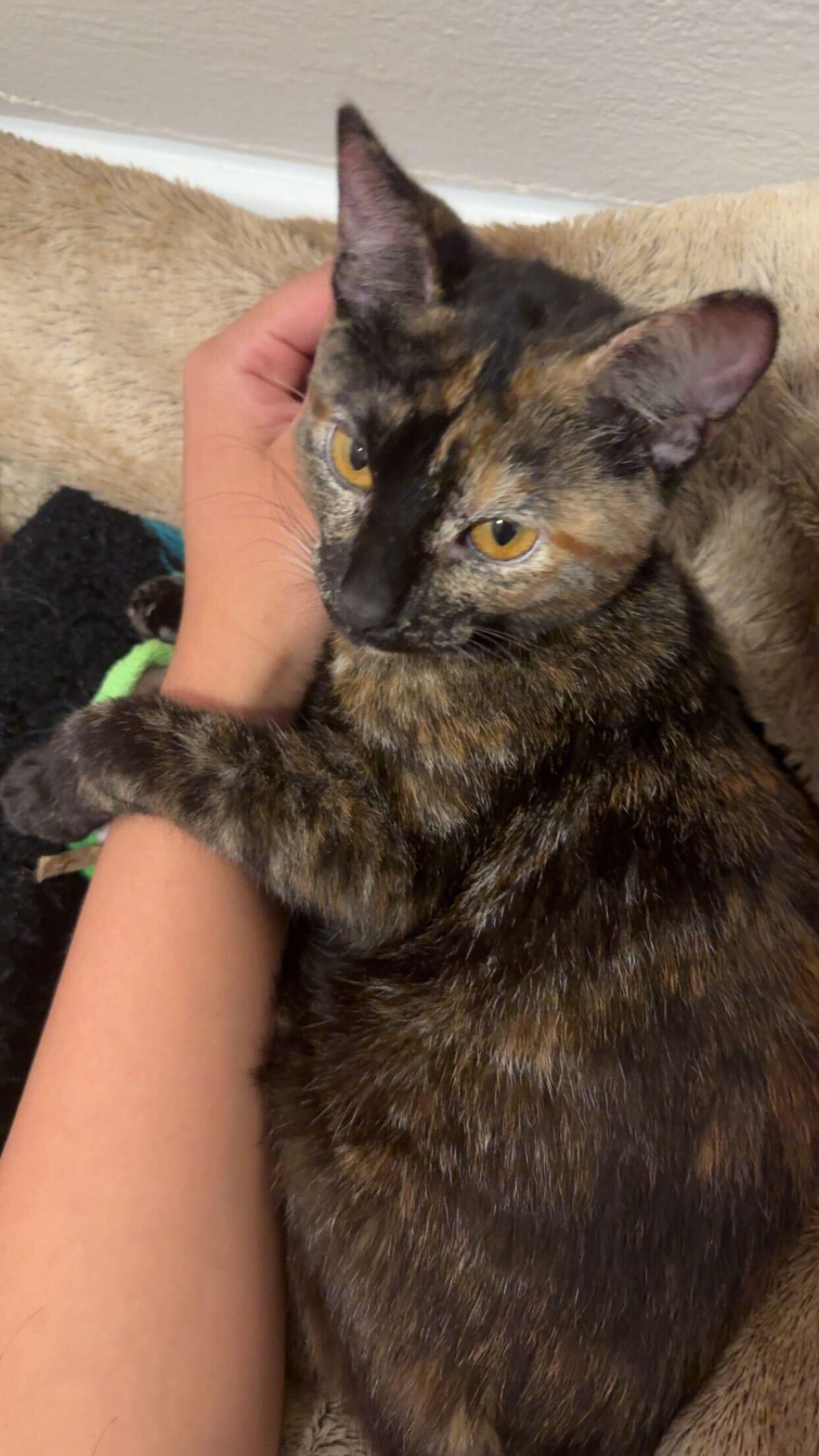 Enlarge Squeaky, a Adoptable Domestic Short Hair in Waltham, MA image 6/6