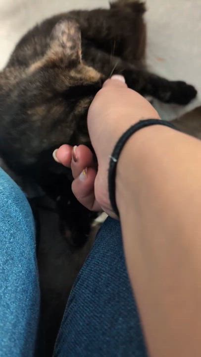 Enlarge Squeaky, a Adoptable Domestic Short Hair in Waltham, MA video 2/6