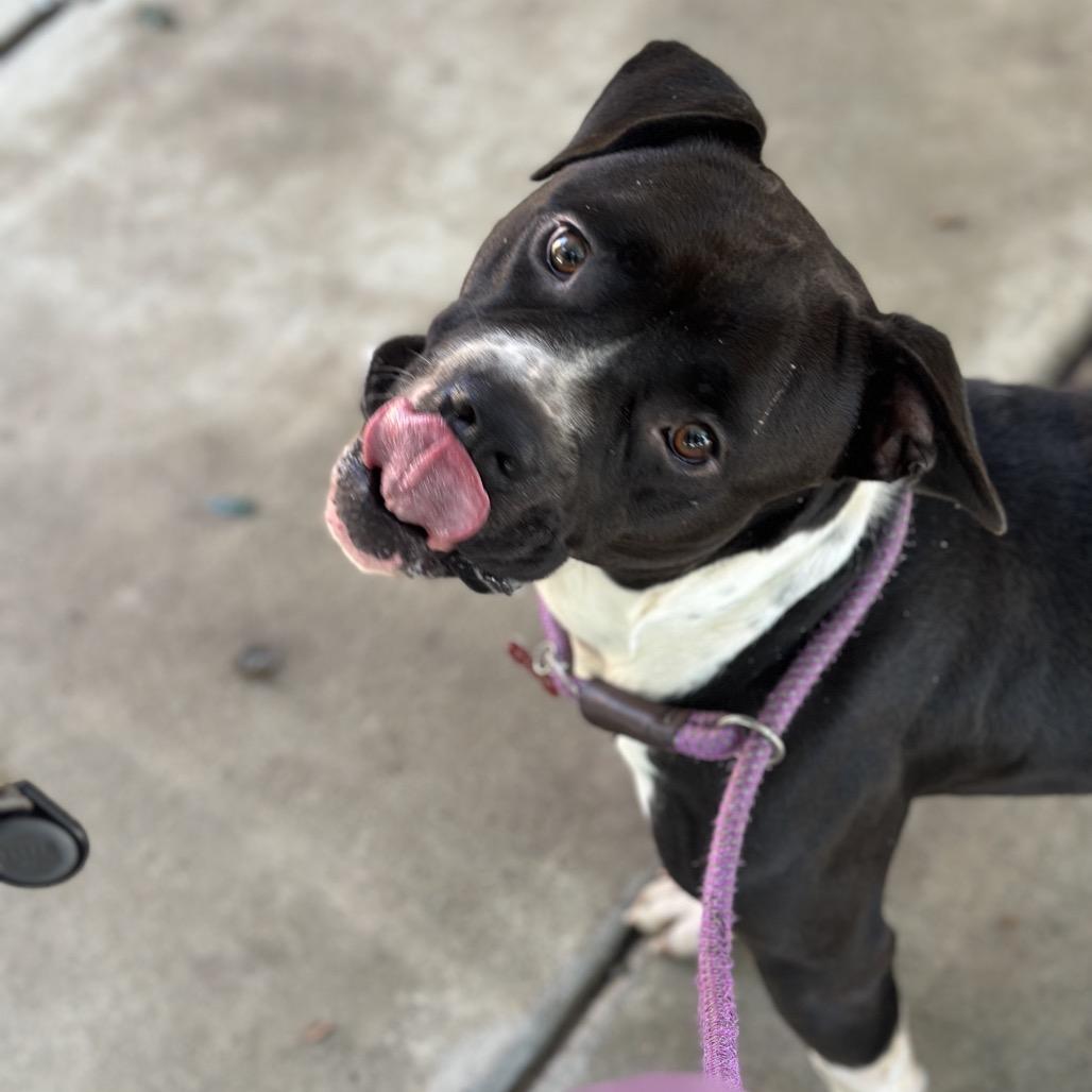 Ludwig 1209, Adoptable, Adult Male Mixed Breed.
