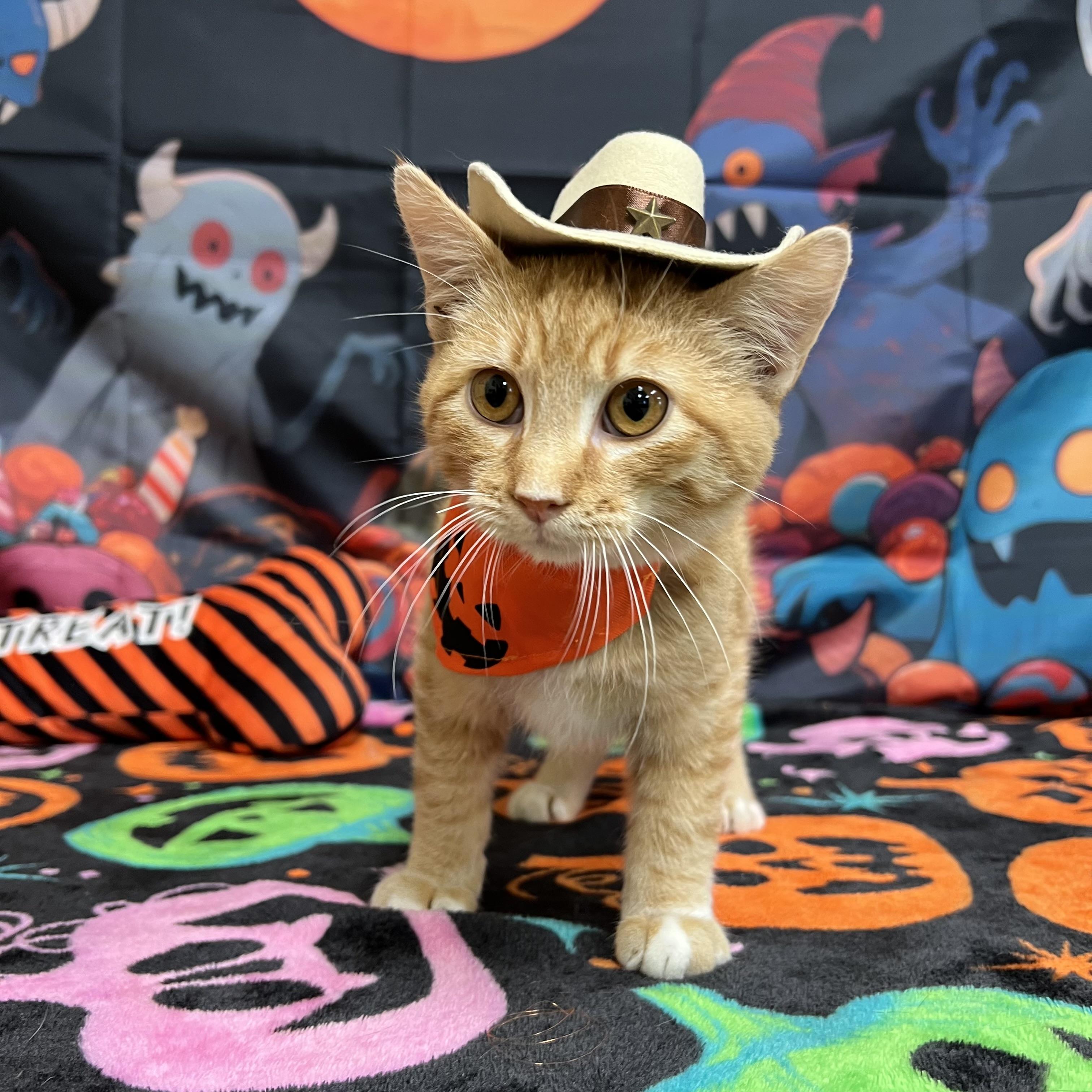 Enlarge Cobweb, a Adoptable Domestic Short Hair in Fairmont, MN image 3/6