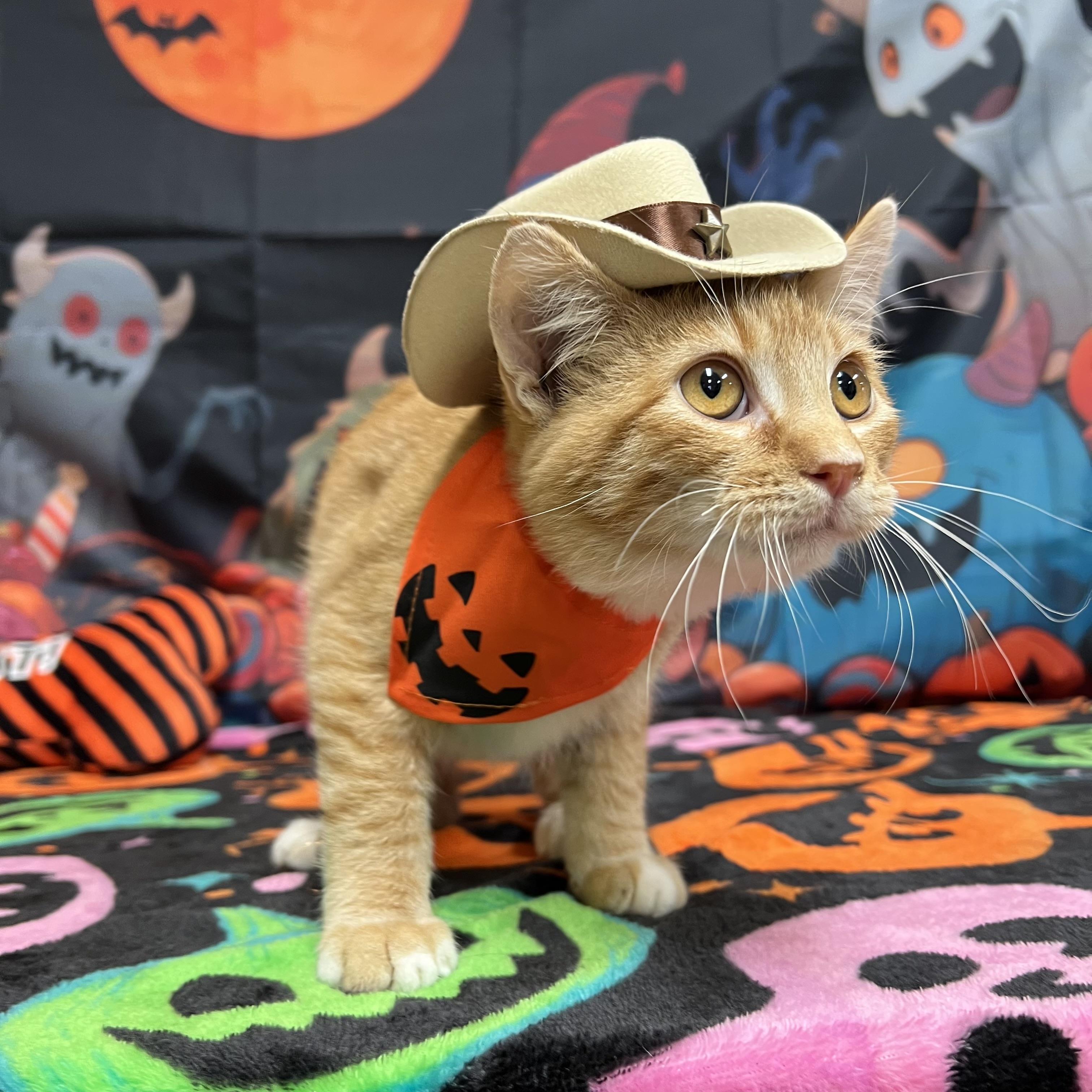 Enlarge Cobweb, a Adoptable Domestic Short Hair in Fairmont, MN image 5/6