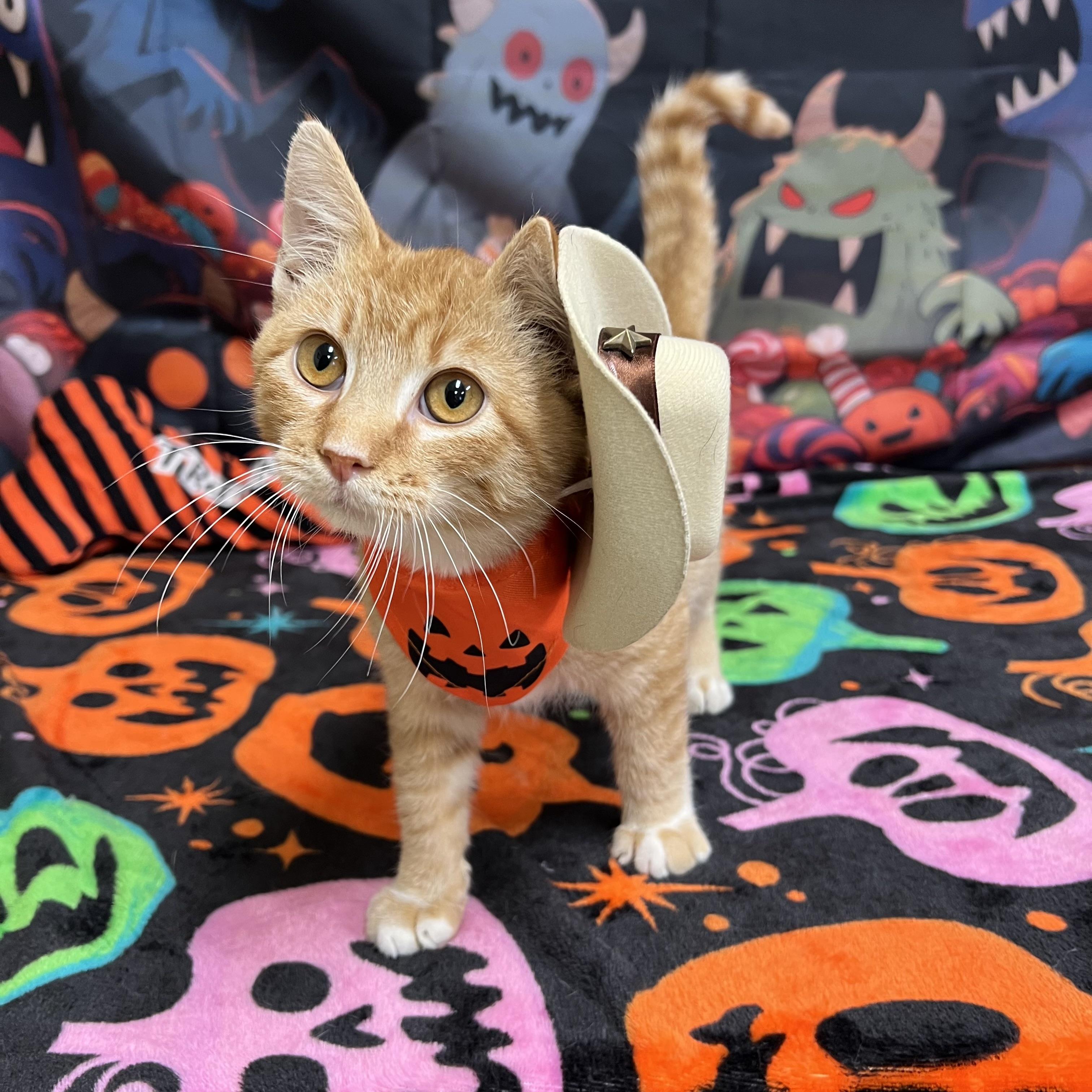 Enlarge Cobweb, a Adoptable Domestic Short Hair in Fairmont, MN image 4/6