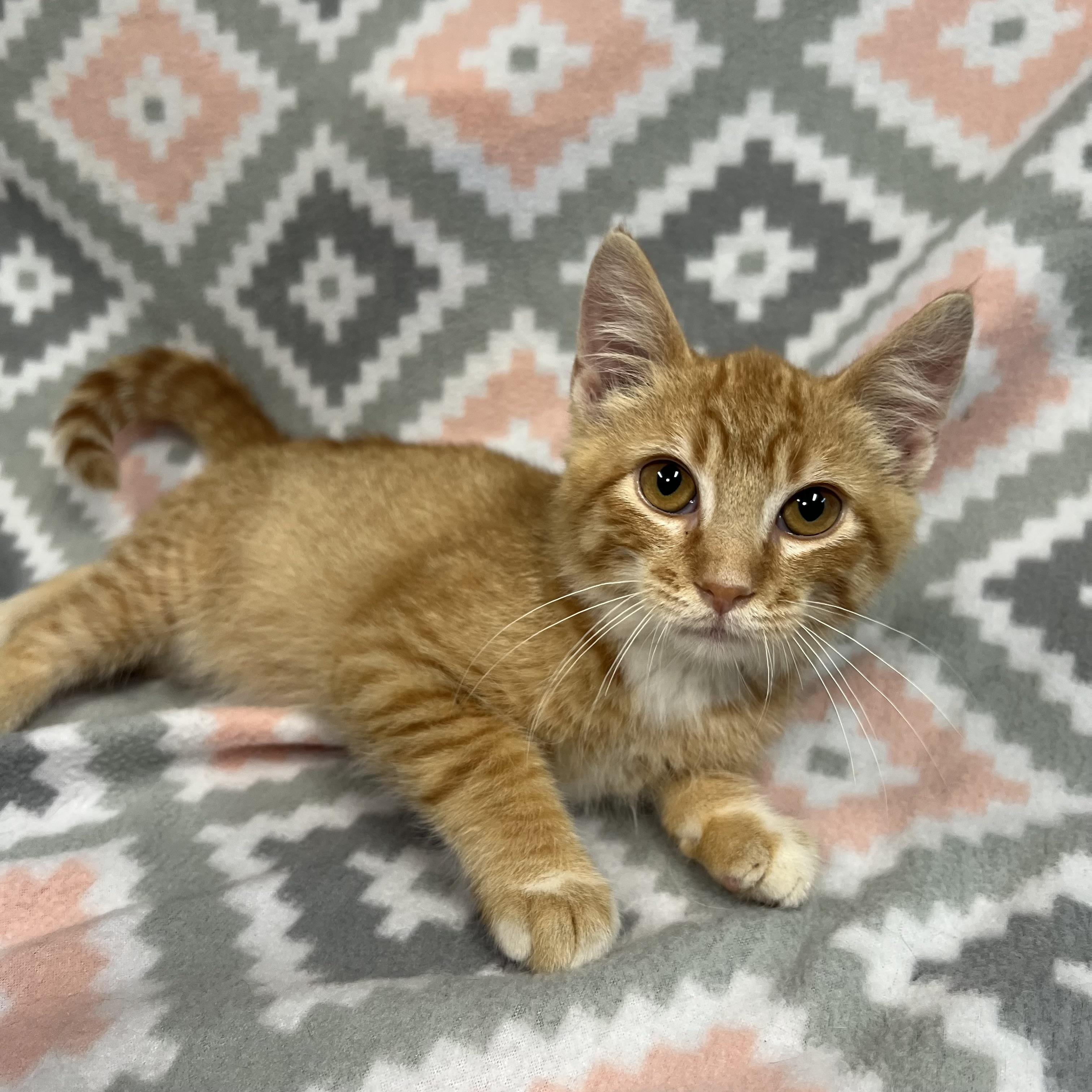 Enlarge Cobweb, a Adoptable Domestic Short Hair in Fairmont, MN image 6/6