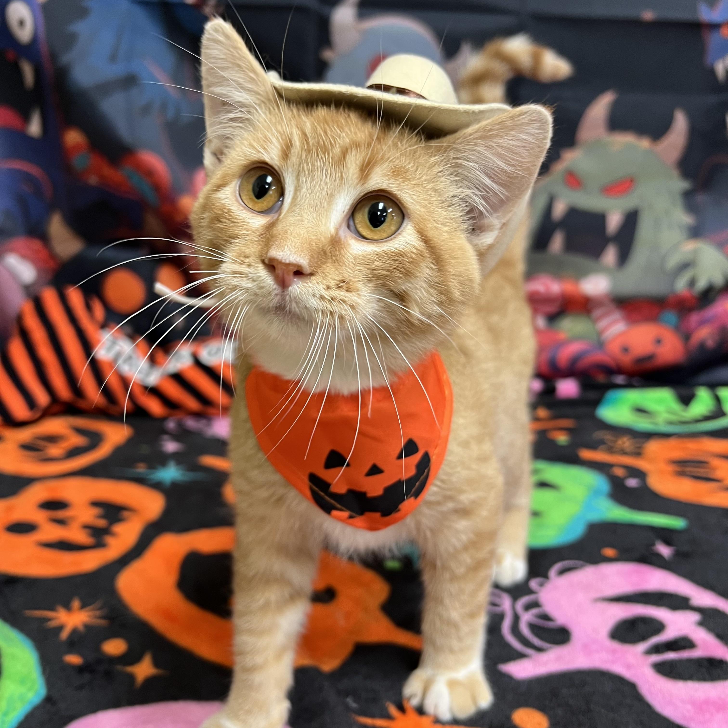 Enlarge Cobweb, a Adoptable Domestic Short Hair in Fairmont, MN image 1/6