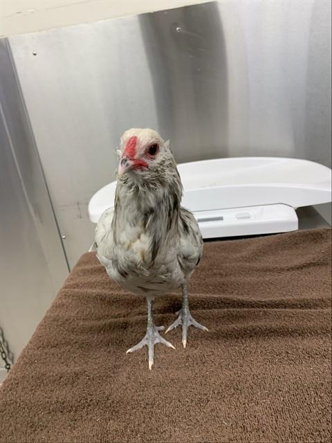 GERALD, Adoptable, Baby Male Chicken.