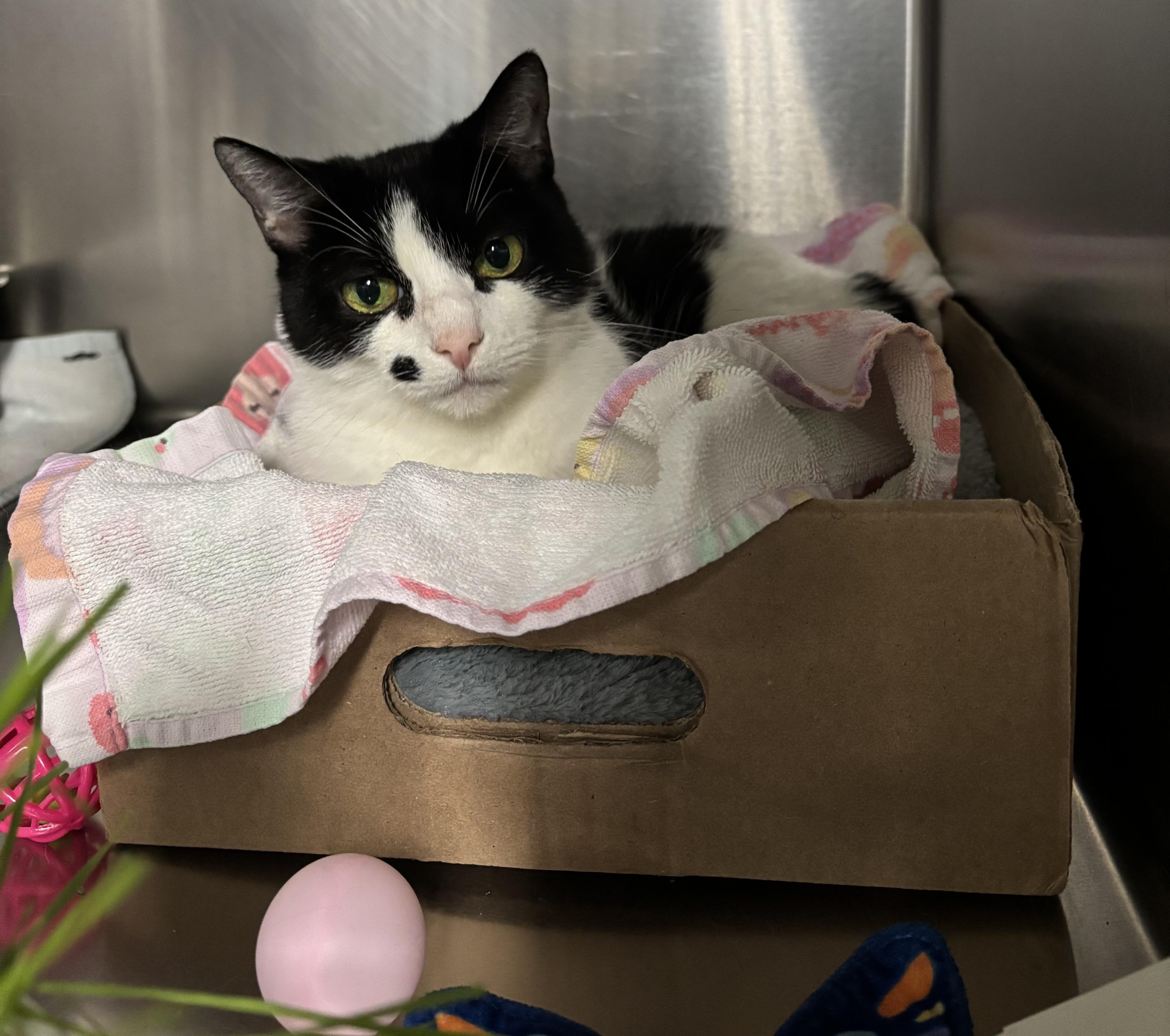 Enlarge Marnie, a Adoptable Domestic Short Hair in Marblehead, MA image 1/2