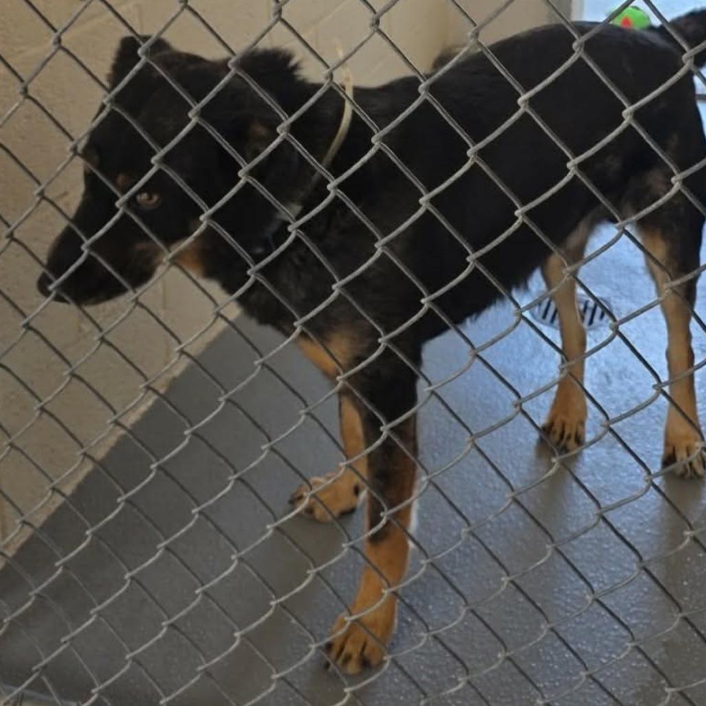 Hank, Adoptable, Adult Male Australian Cattle Dog / Blue Heeler.