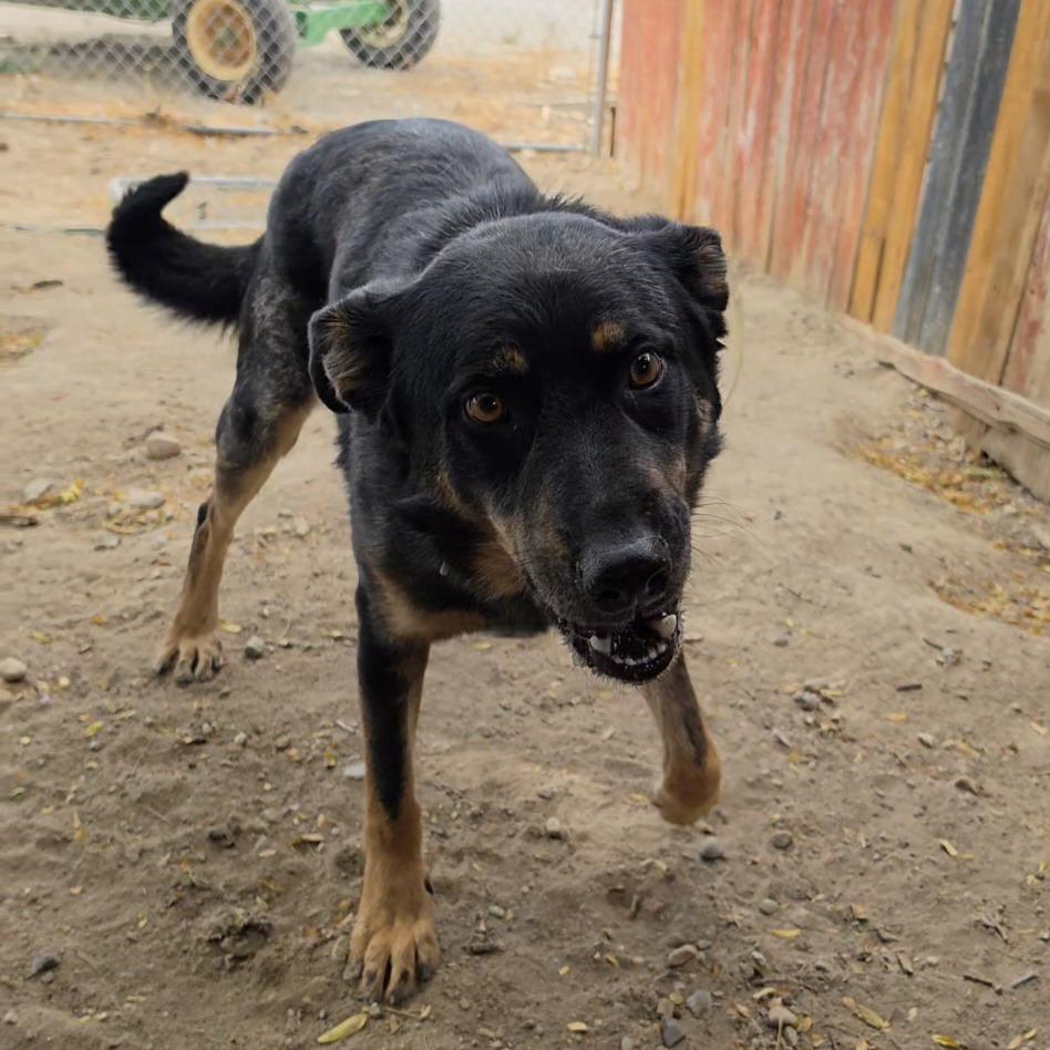 Enlarge Hank, a Adoptable Australian Cattle Dog / Blue Heeler in Carlin, NV image 2/3