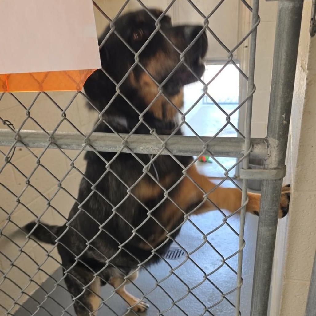 Enlarge Hank, a Adoptable Australian Cattle Dog / Blue Heeler in Carlin, NV image 3/3