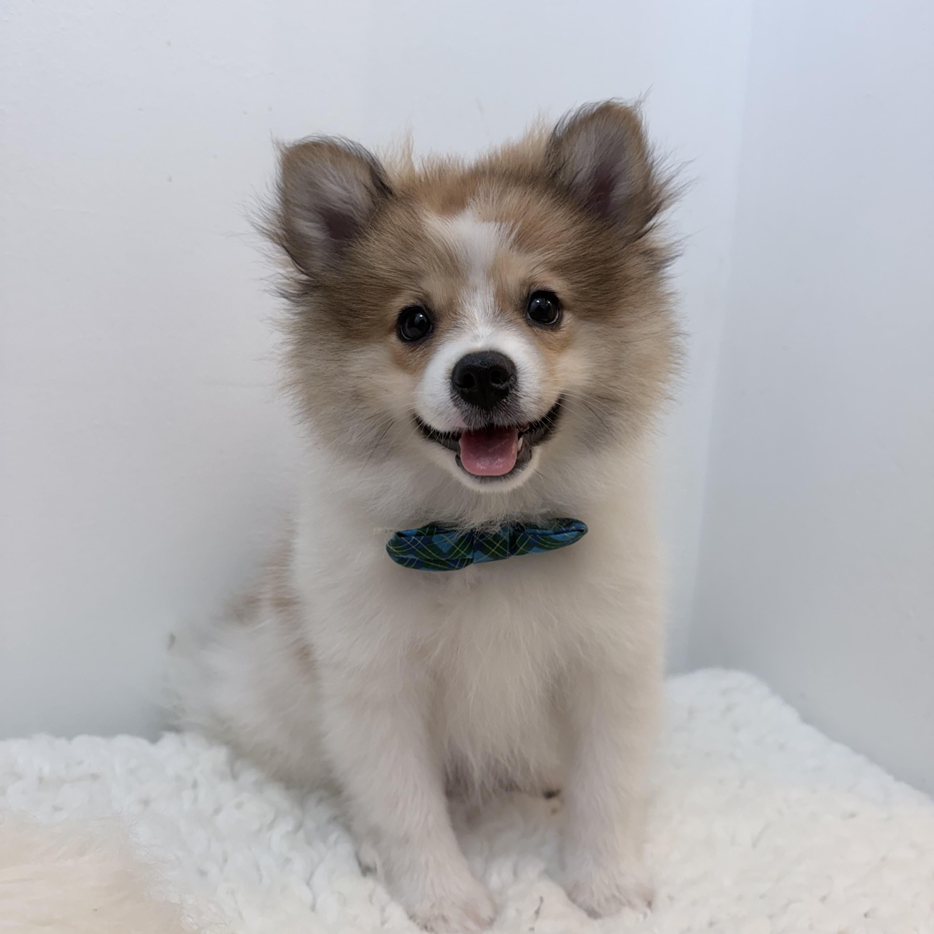 Enlarge Prince pooffy, a Adopted Pomeranian in Wrightstown, NJ image 3/6