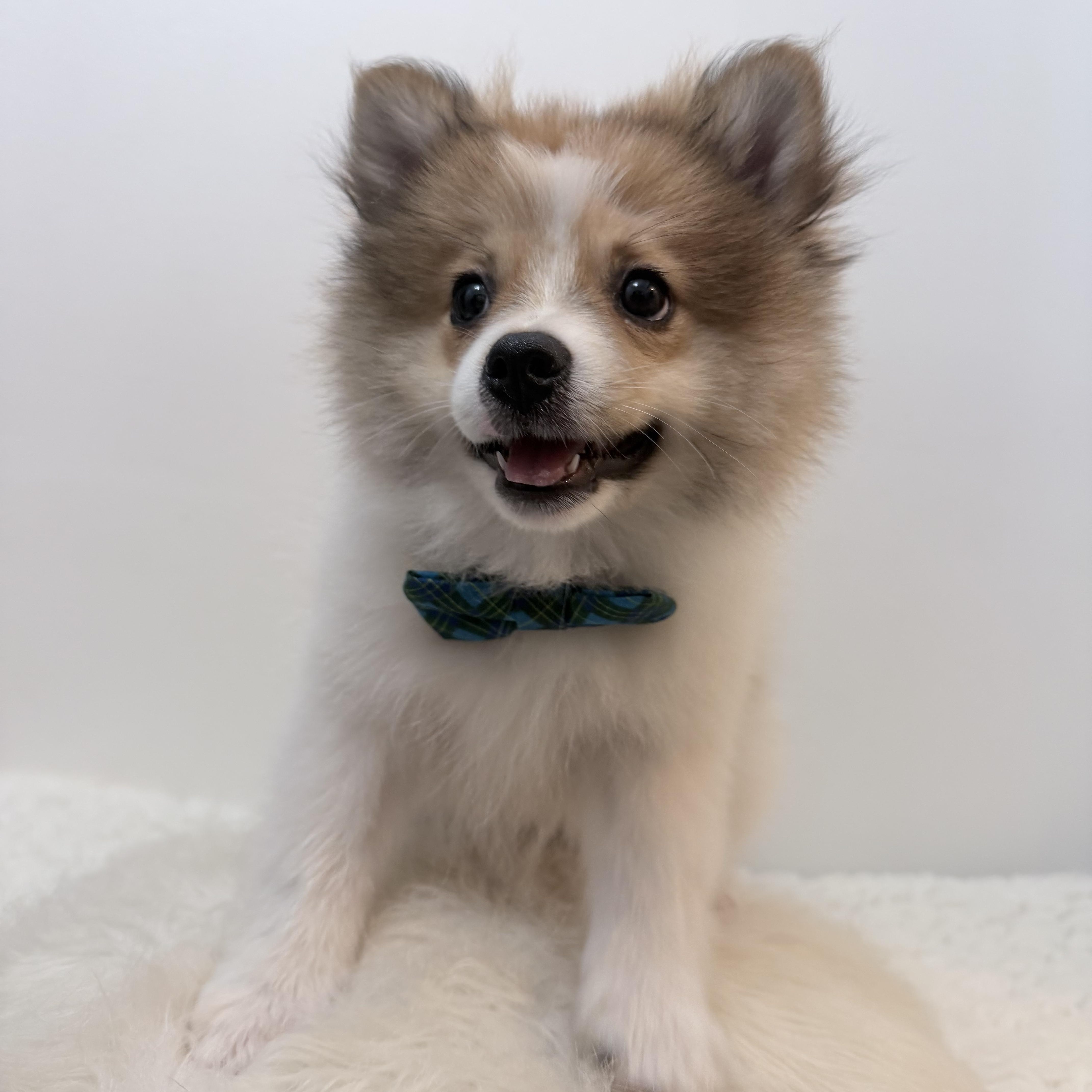 Enlarge Prince pooffy, a Adopted Pomeranian in Wrightstown, NJ image 2/6
