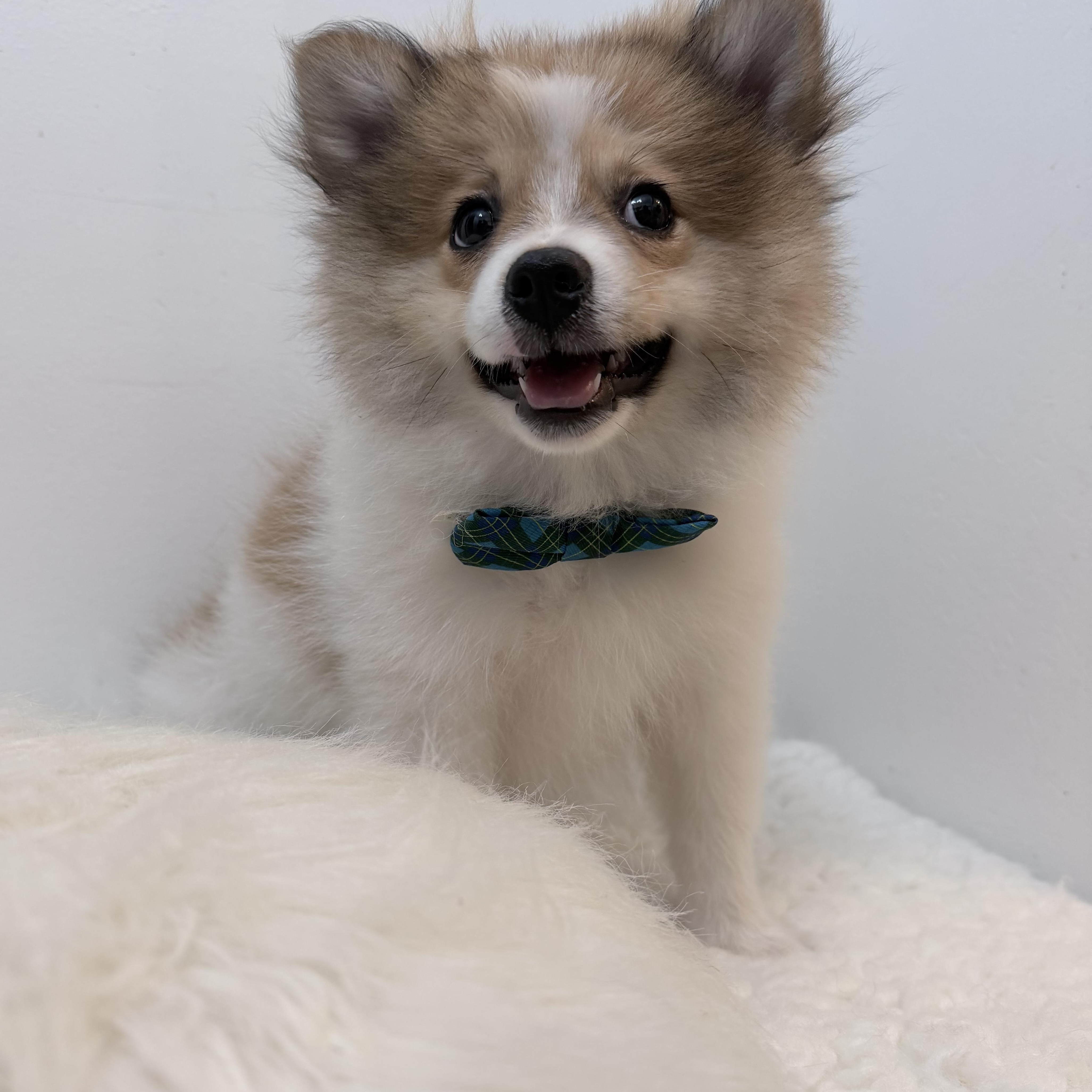 Enlarge Prince pooffy, a Adopted Pomeranian in Wrightstown, NJ image 4/6